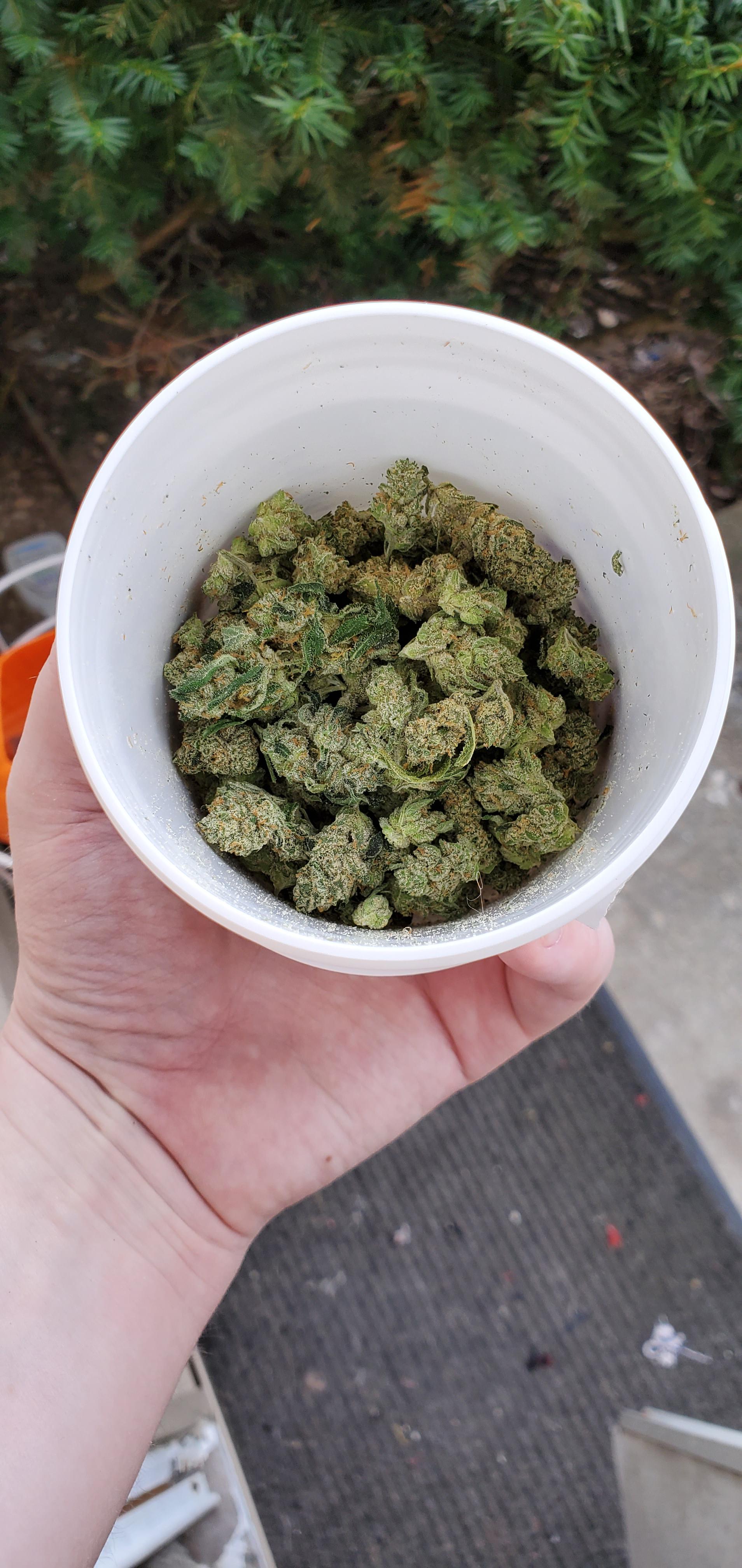 I just grabbed a half of the cherry alien og looks great the trim job