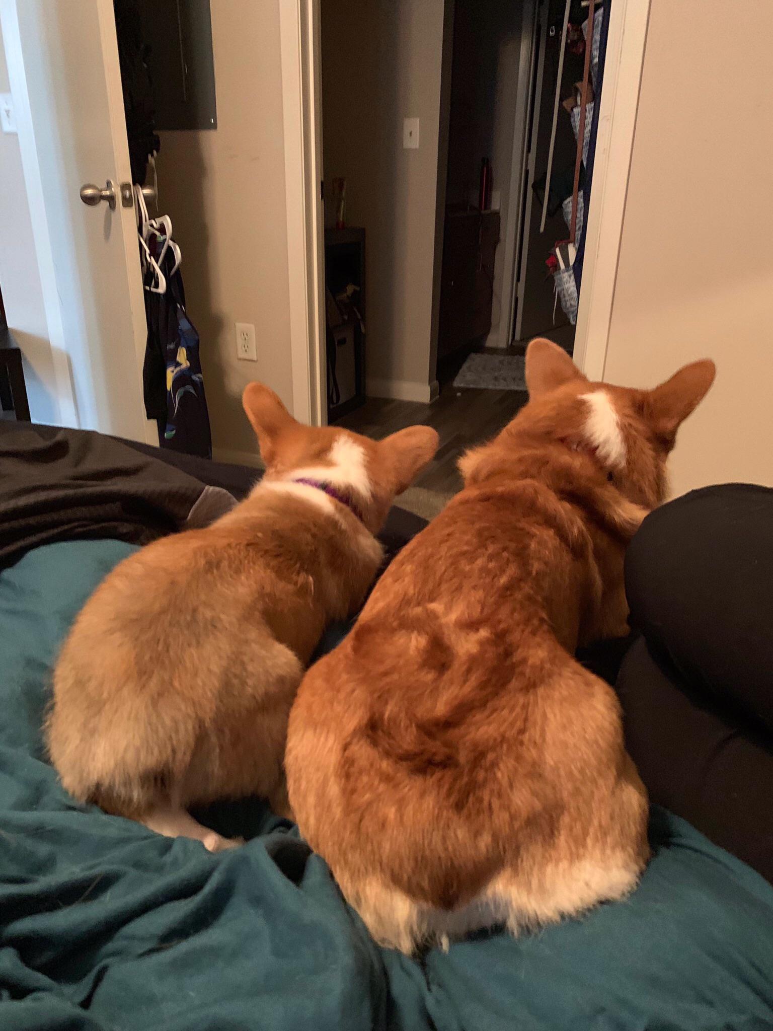 My friend has a Miso (right), and recently adopted another pup, Penny (left). They