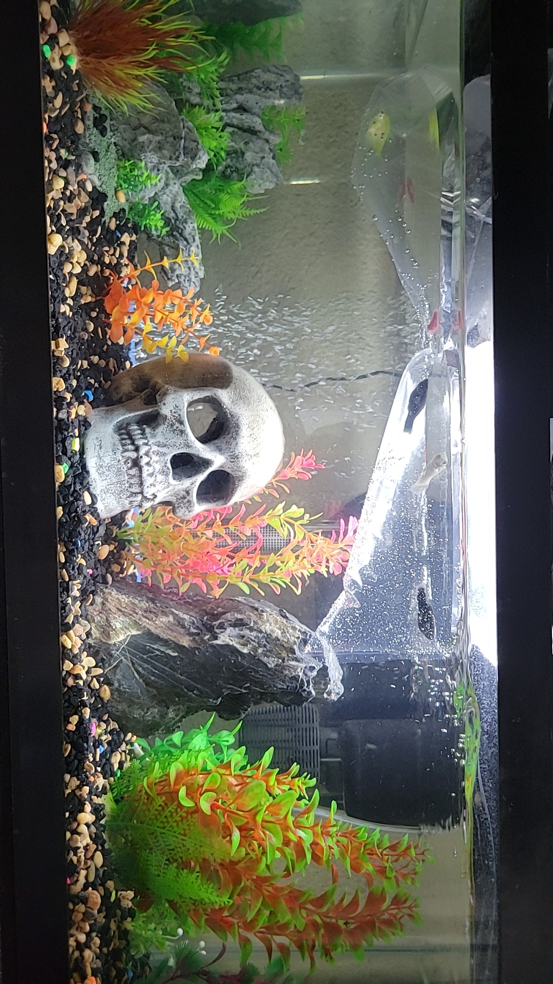 just got some of the fish for my tank and am letting them aclimate, 3