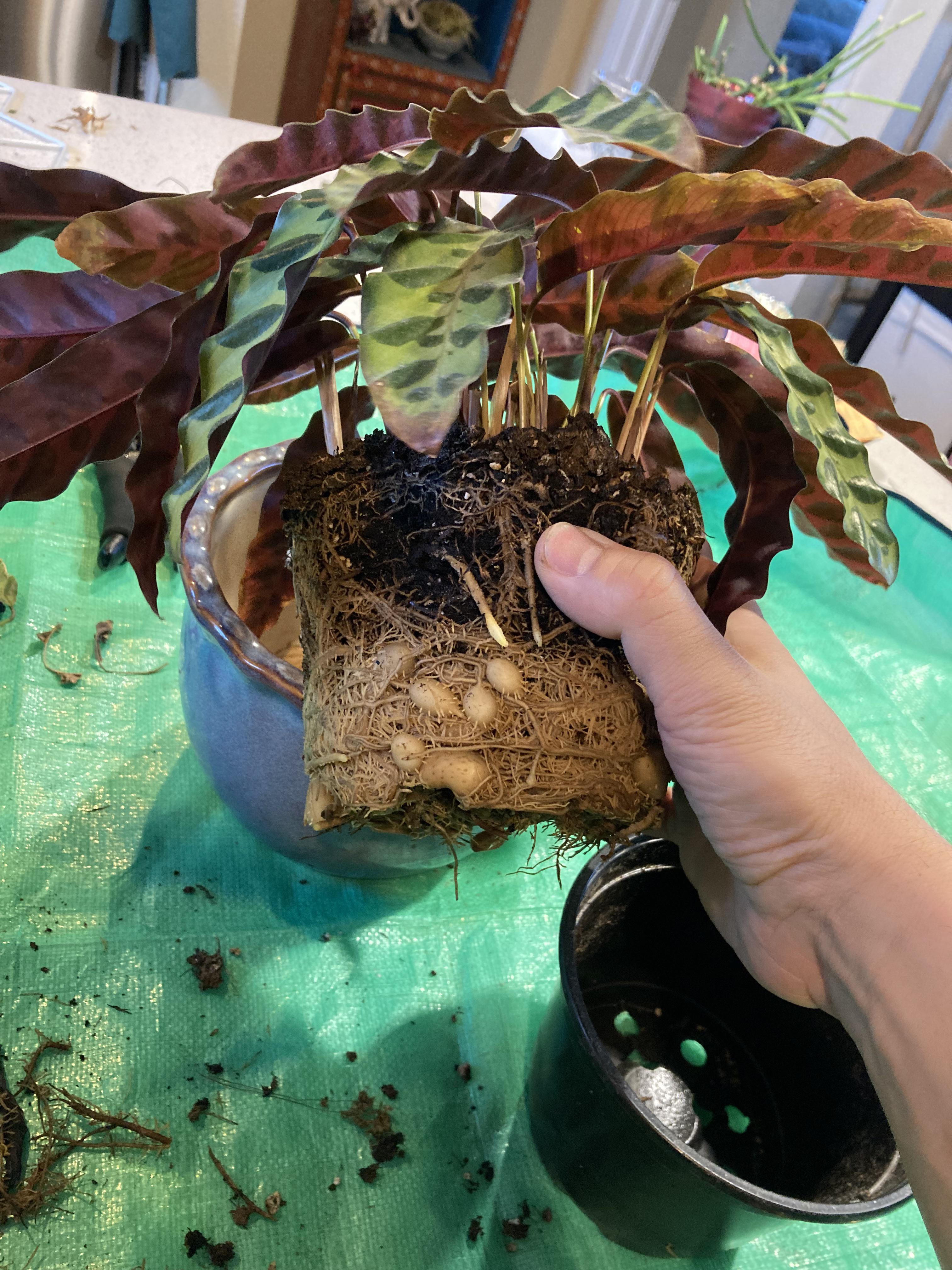 Are rattlesnake plants supposed to grow tubers? r/plantclinic