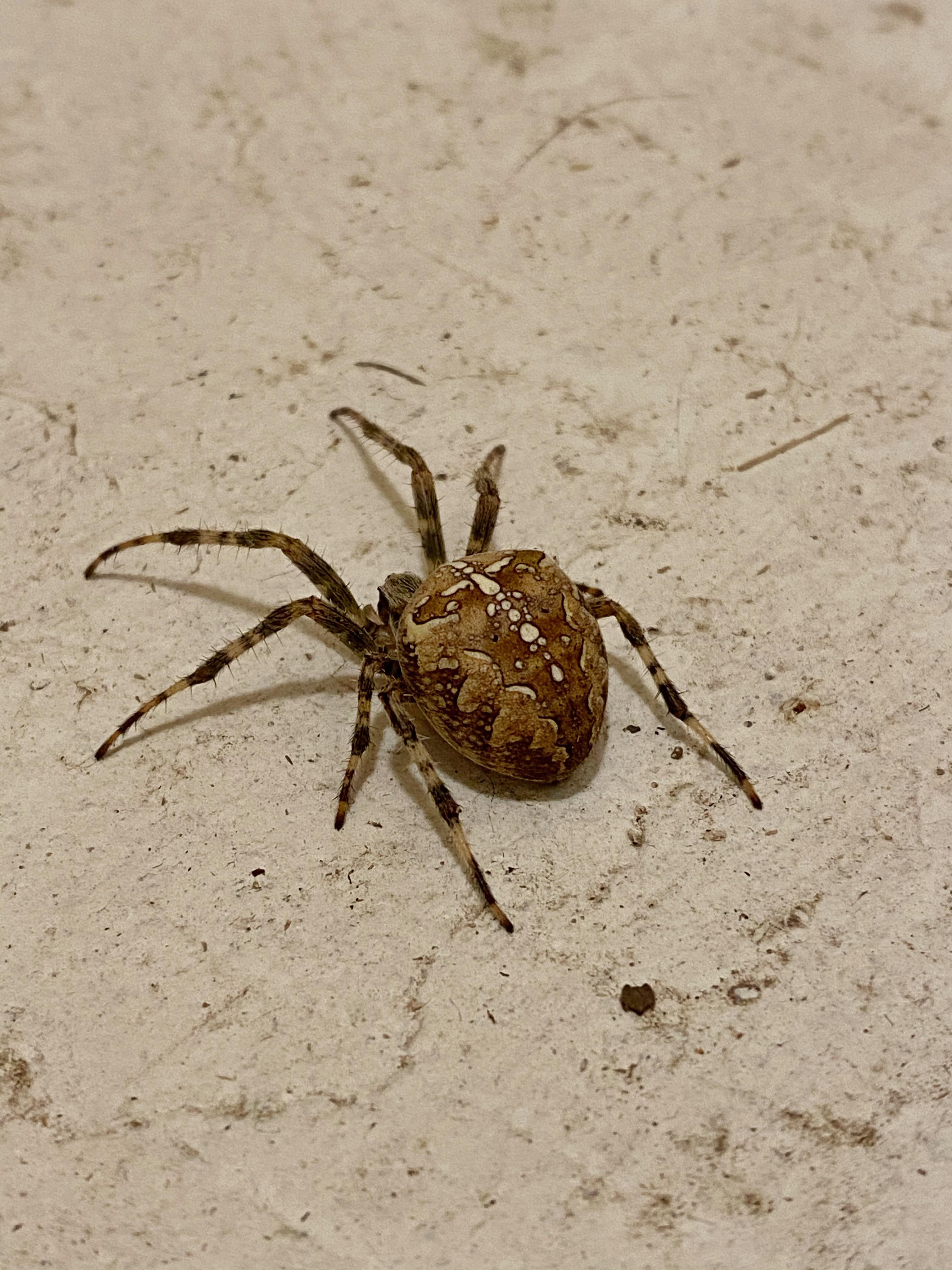 This fat brown spider the size of a quarter Seattle WA. r/spiders