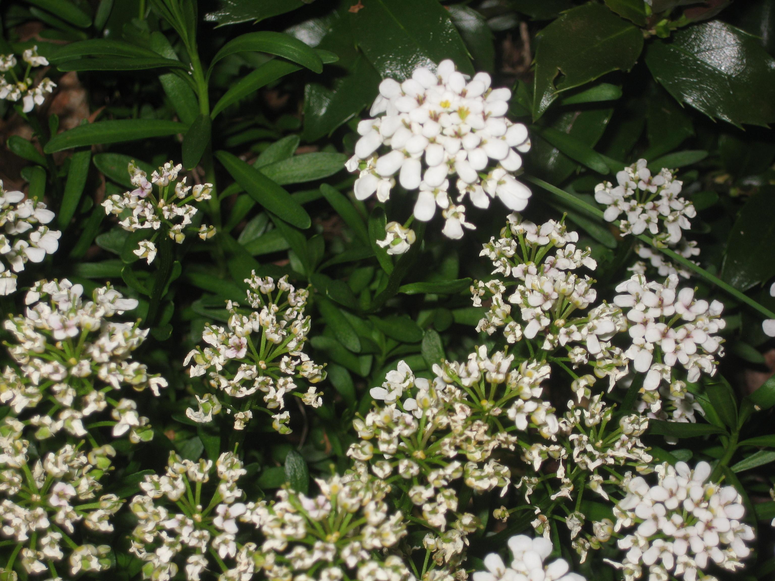 White Flowering Shrubs Zone 5 My XXX Hot Girl