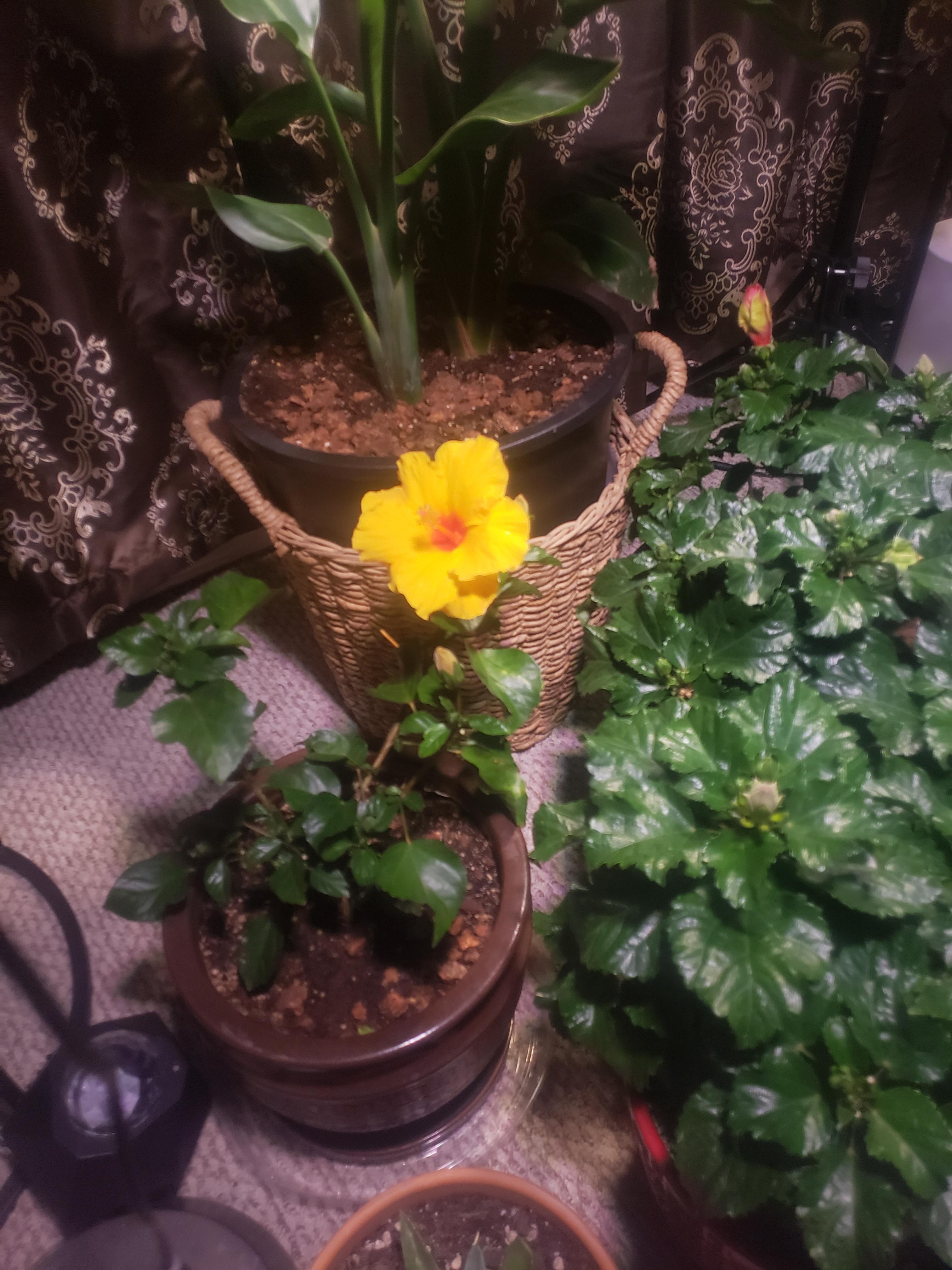 I was a little worried about bringing my hibiscus indoors for the