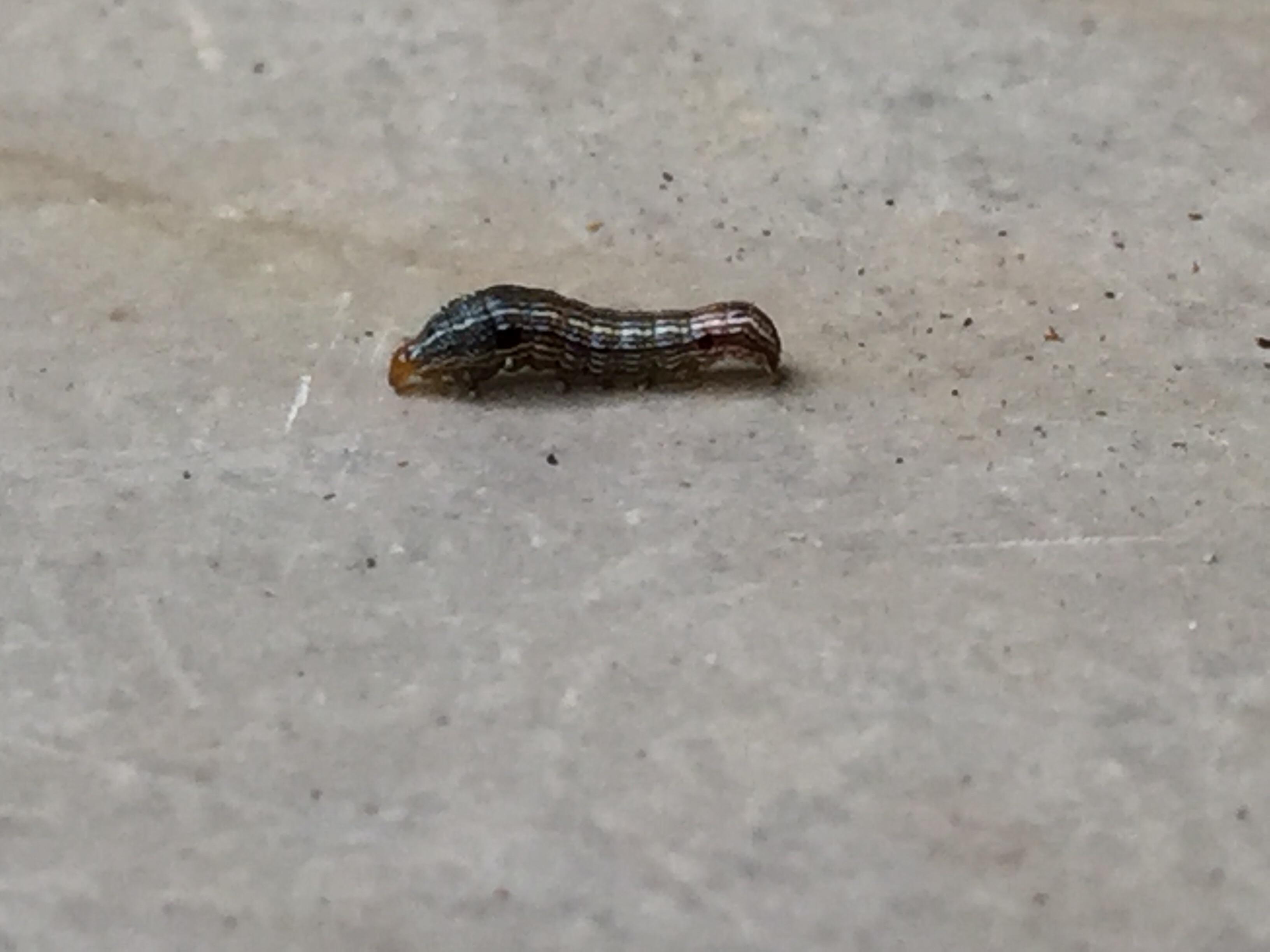 Does anyone know what this small worm is. It is eating my okra plants