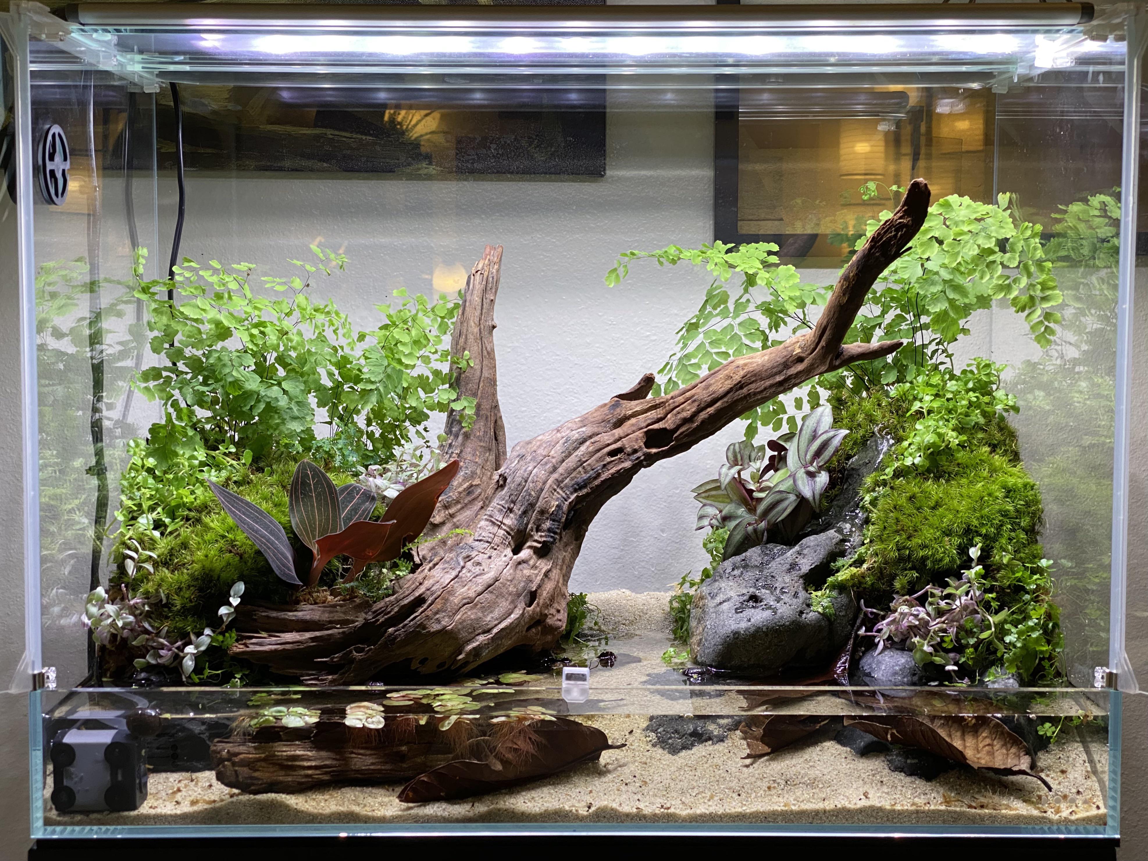 Just finished planting this 60cm paludarium and added some springtails