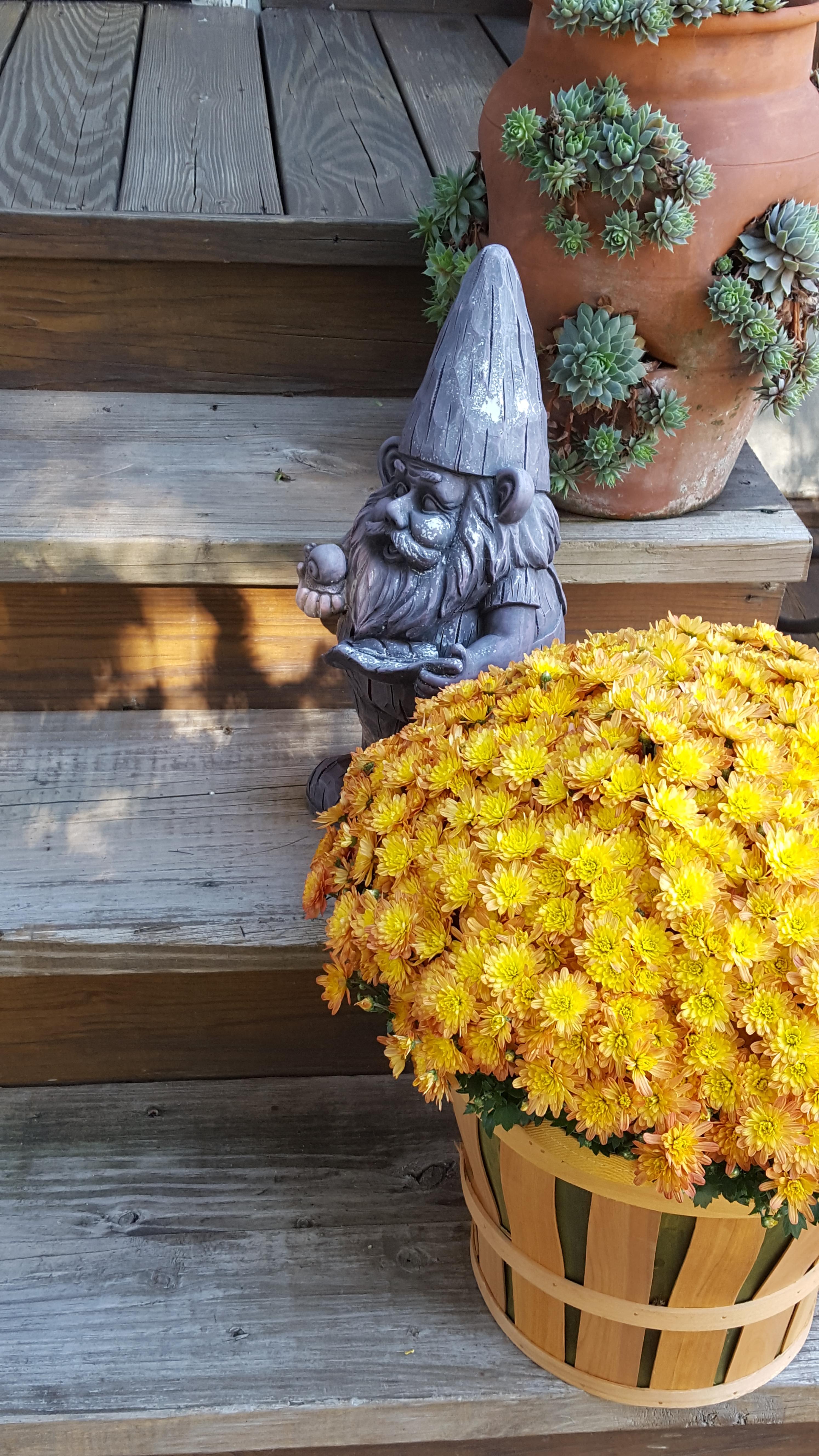 Garden mum with hens and chickens Ushering in fall Albany, New York [OC