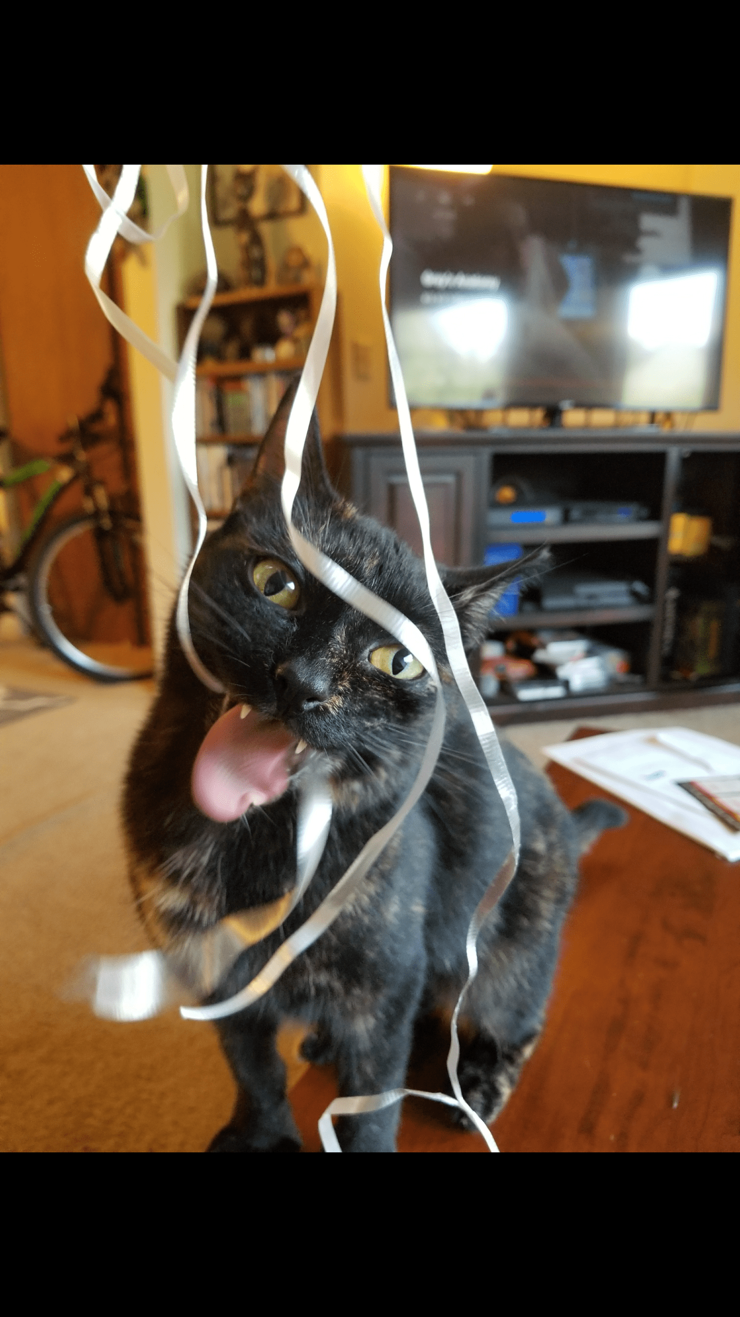 Caught our cat Nugget playing with some balloon strings. r/PerfectTiming