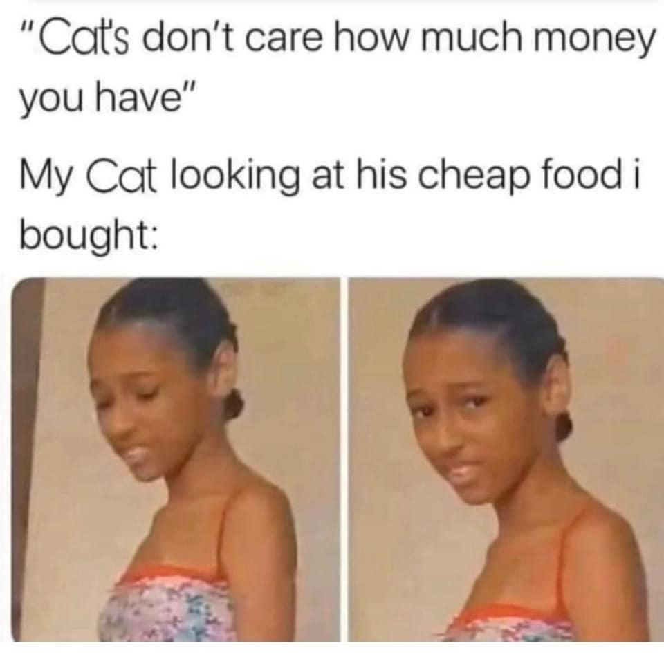 my cat sees me as a disappointment r/meme