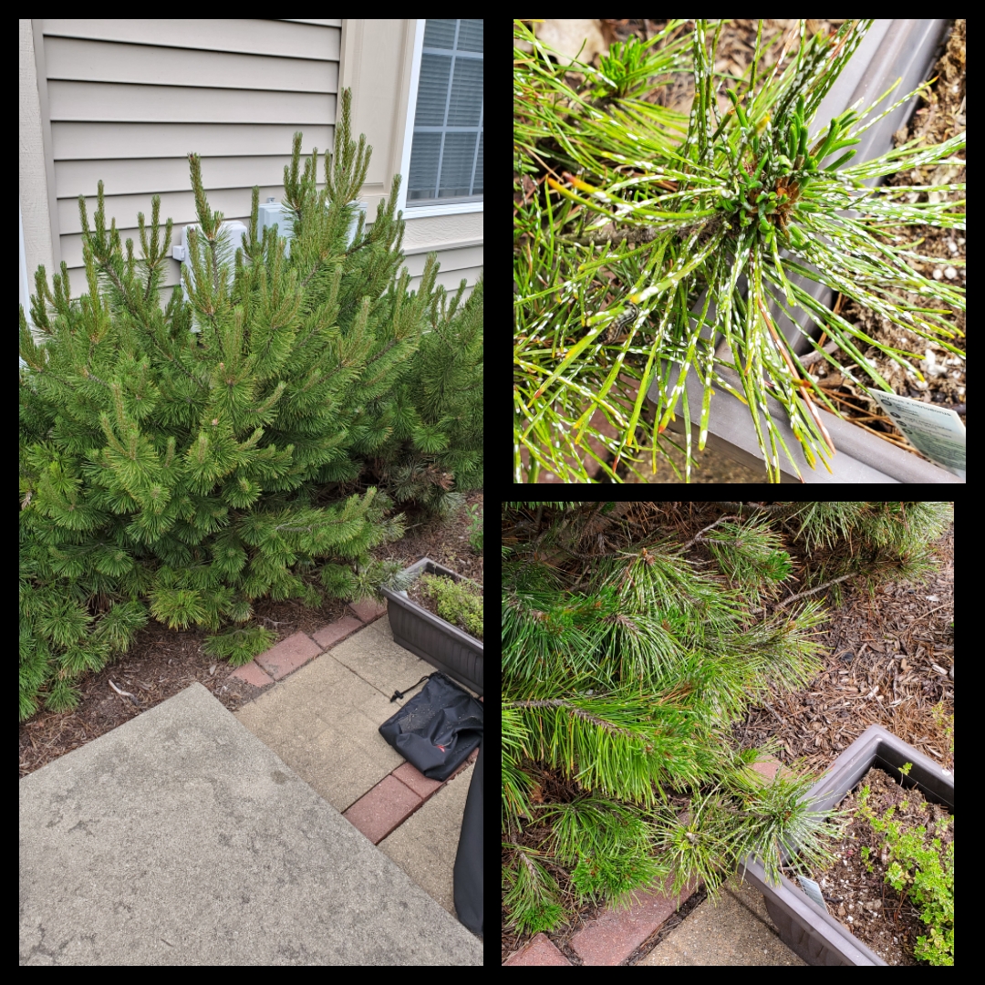 What is this white stuff growing on my shrub? r/gardening