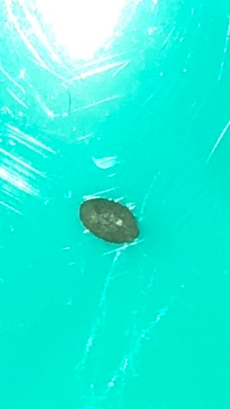 Just fell out of my ear r/earwax