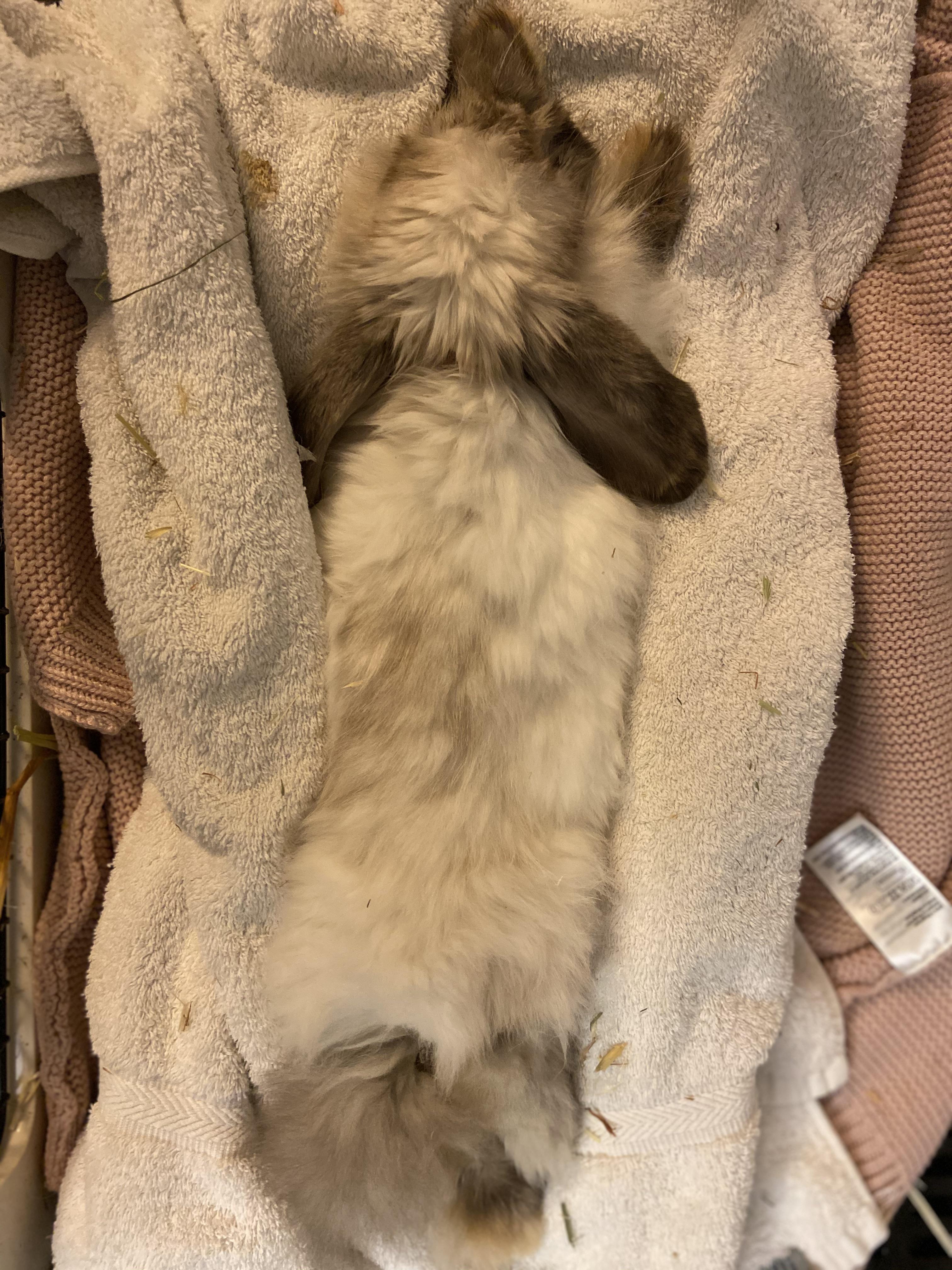 update on tofu hes home, he has floppy bunny syndrome, i have ALOT of