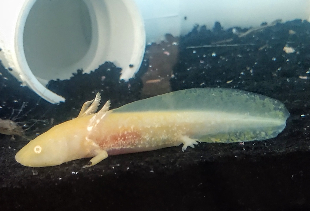Pvc Pipe Axolotl at Joshua Vickers blog