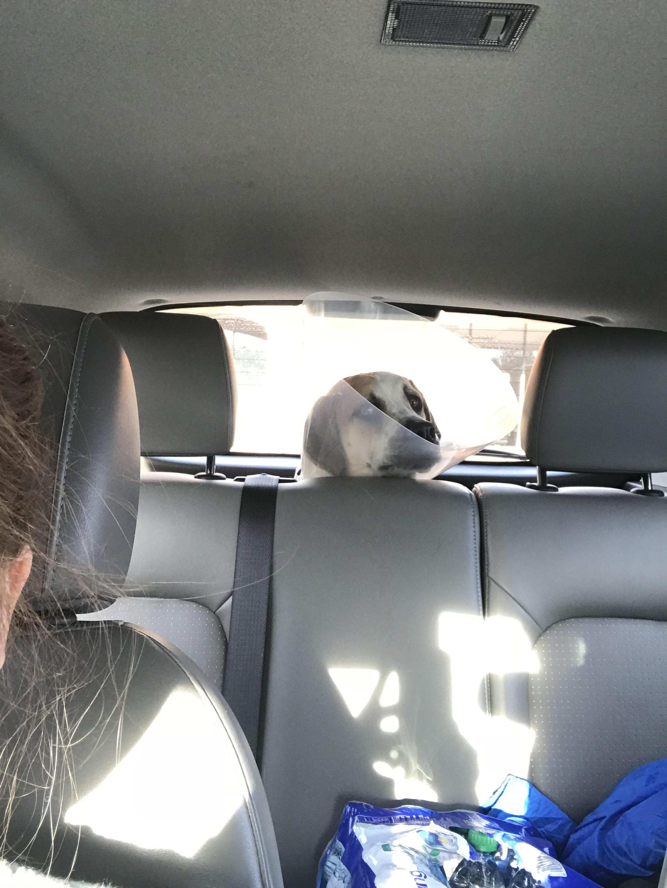 [Party] So cute, but she really hates the vet r/dogs