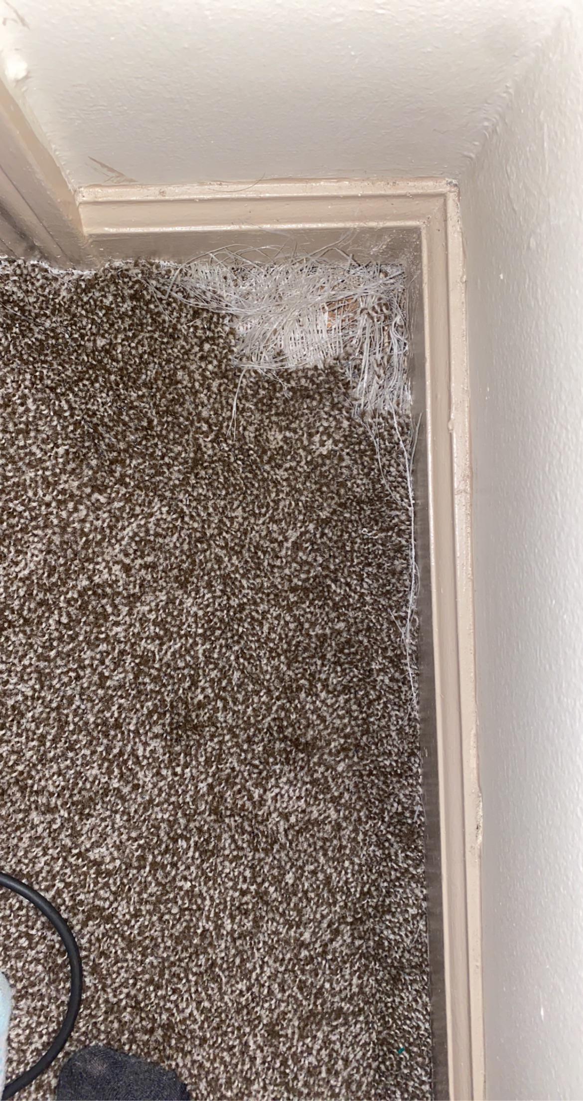 My dog ripped up this corner of carpet. Can I fix it? r/repair_tutorials