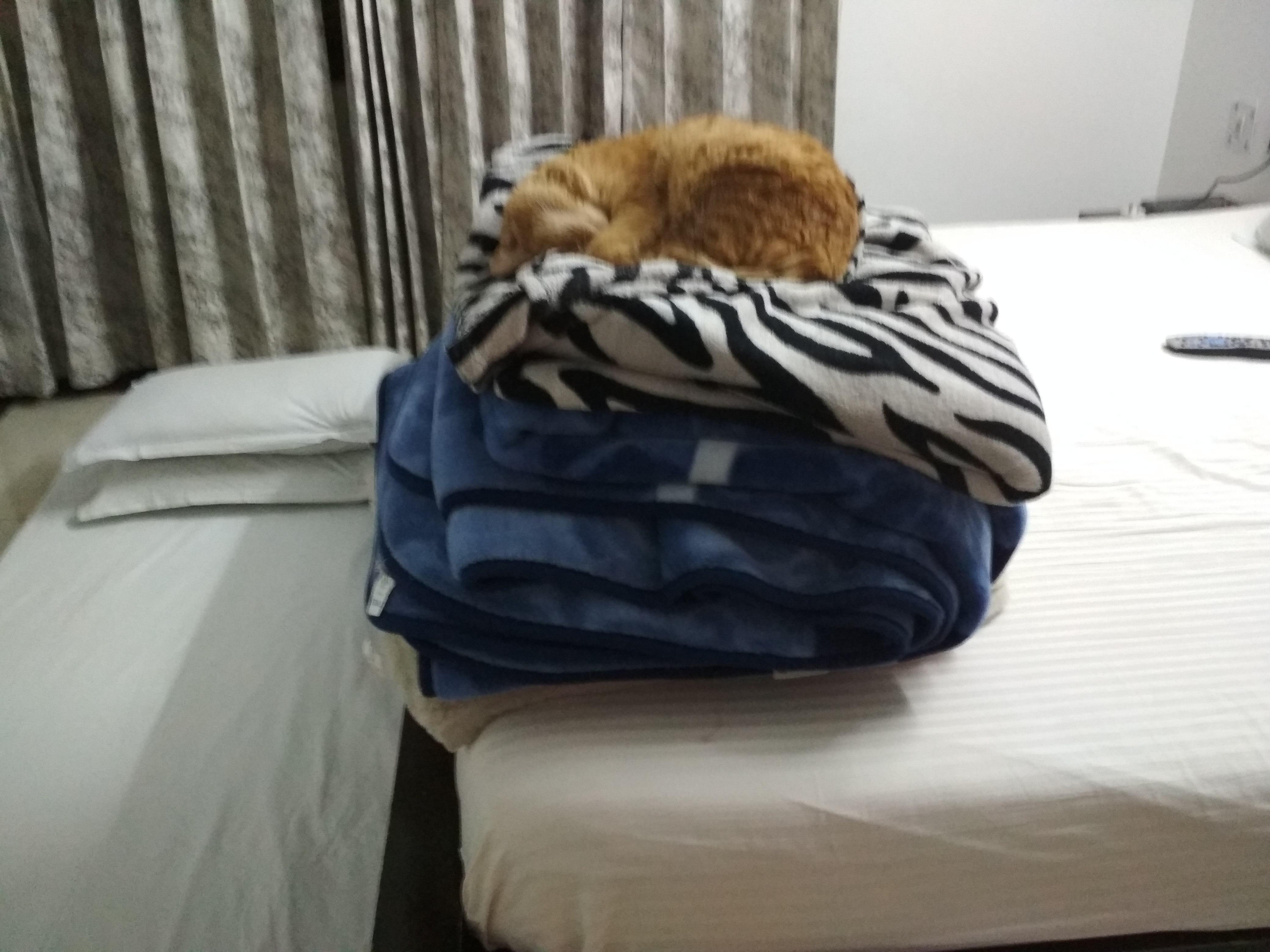 On top of her blanket fort r/aww