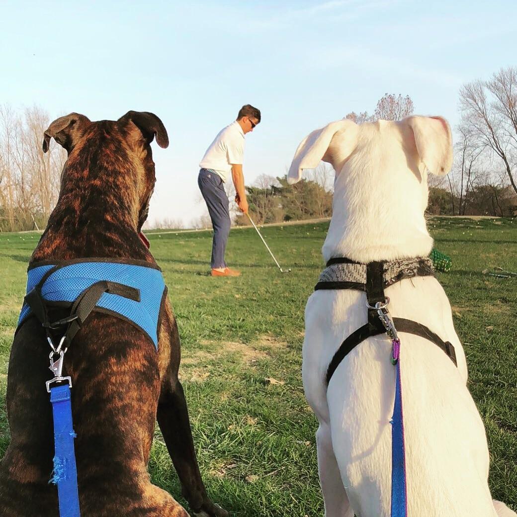 Boxers on the course r/golf