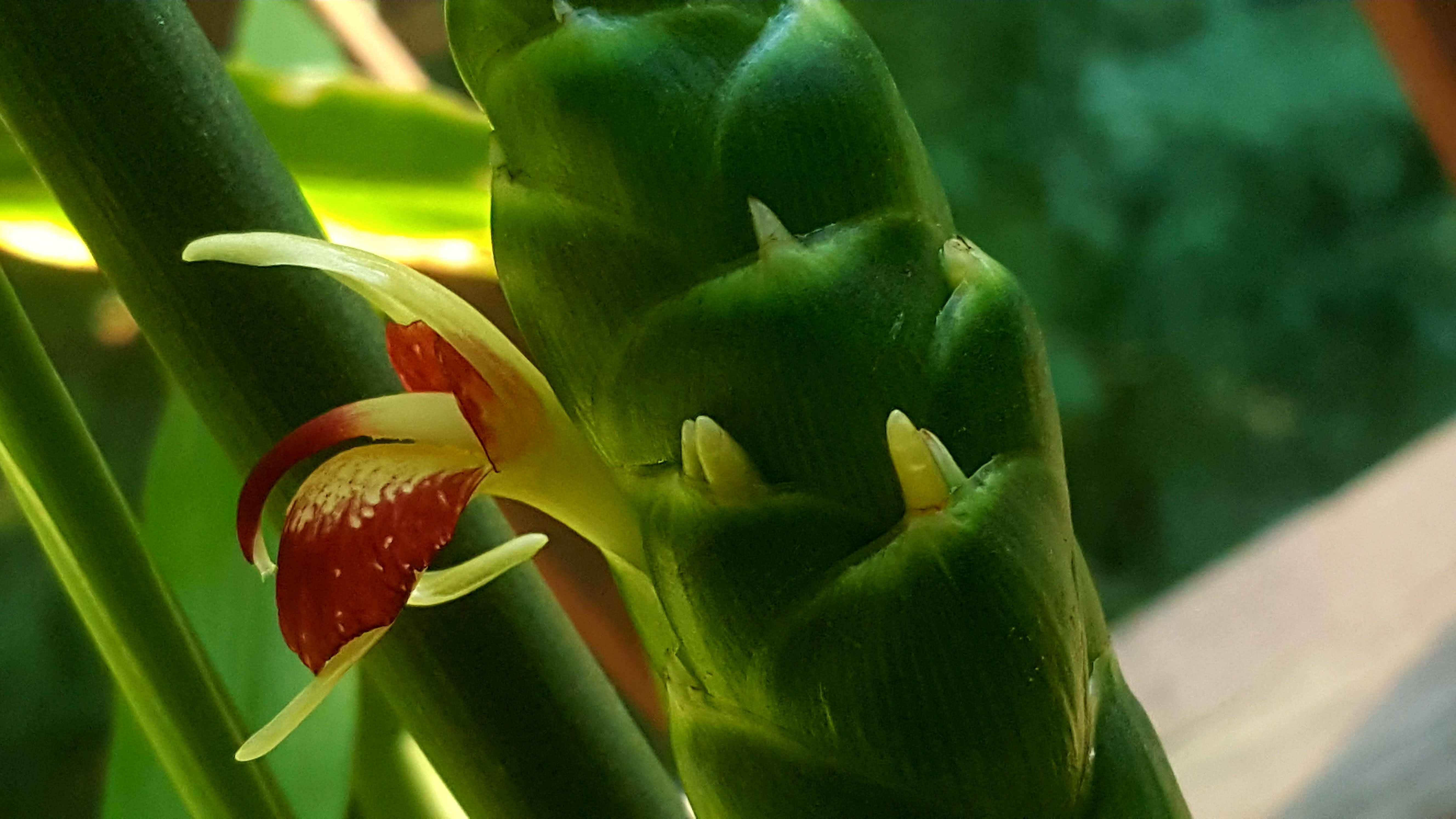 my store bought ginger decided to flower.. looks like it grew teeth. r/gardening
