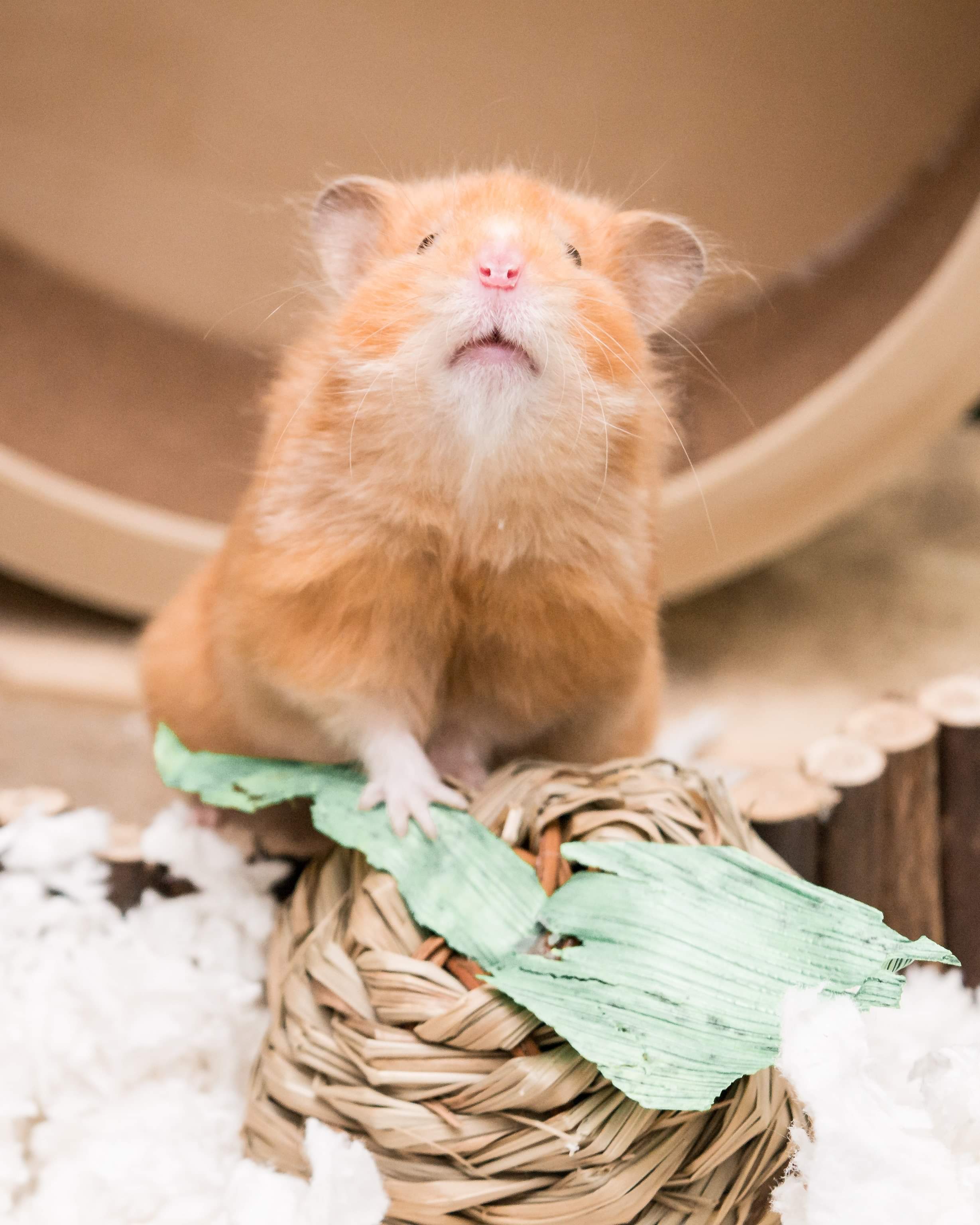 Behold, Cinnamon. r/hamsters