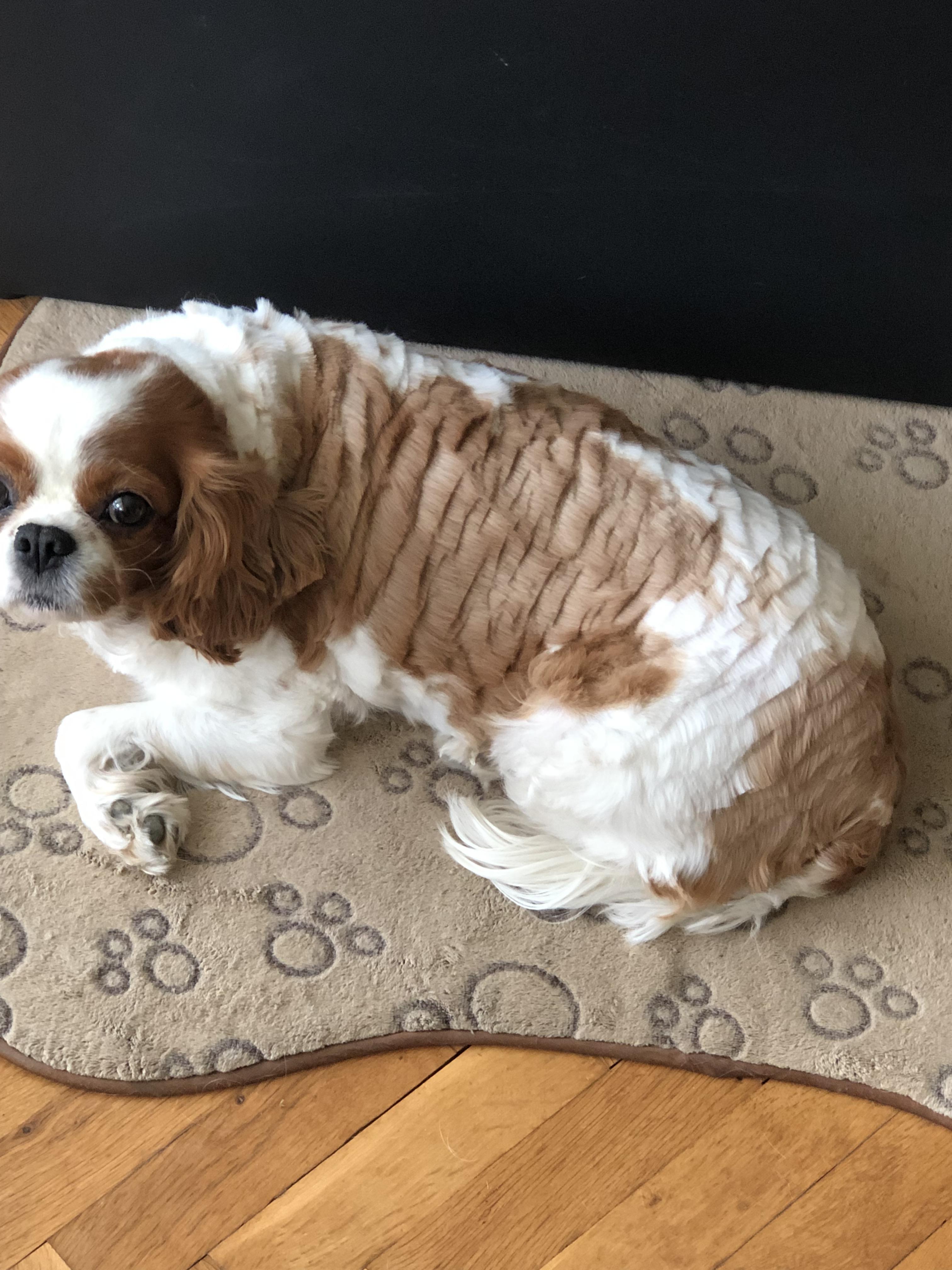 to cut my dogs hair r/therewasanattempt