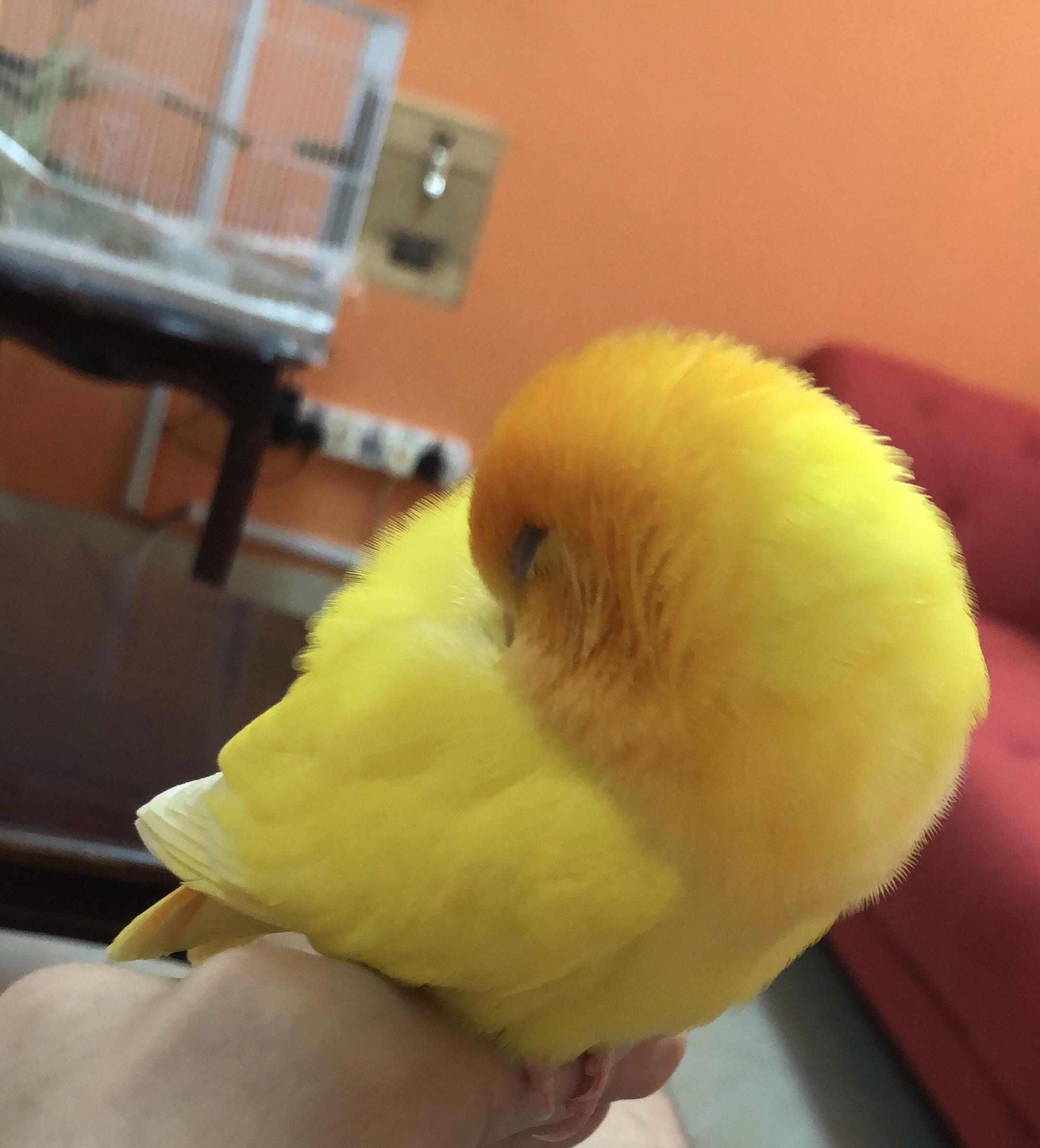 2 days ago i removed the baby lovebirds from the nest, he’s been