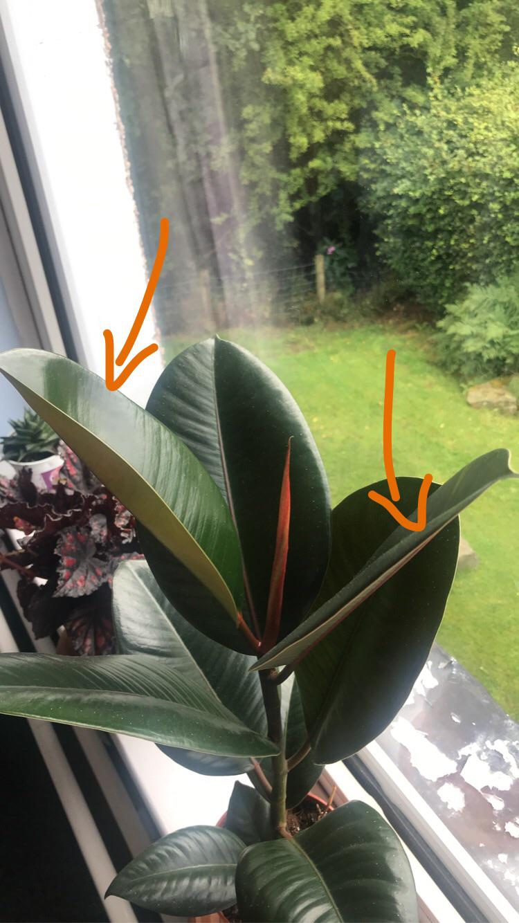 my rubber plant has pushed out TWO new leaves in the last month with a