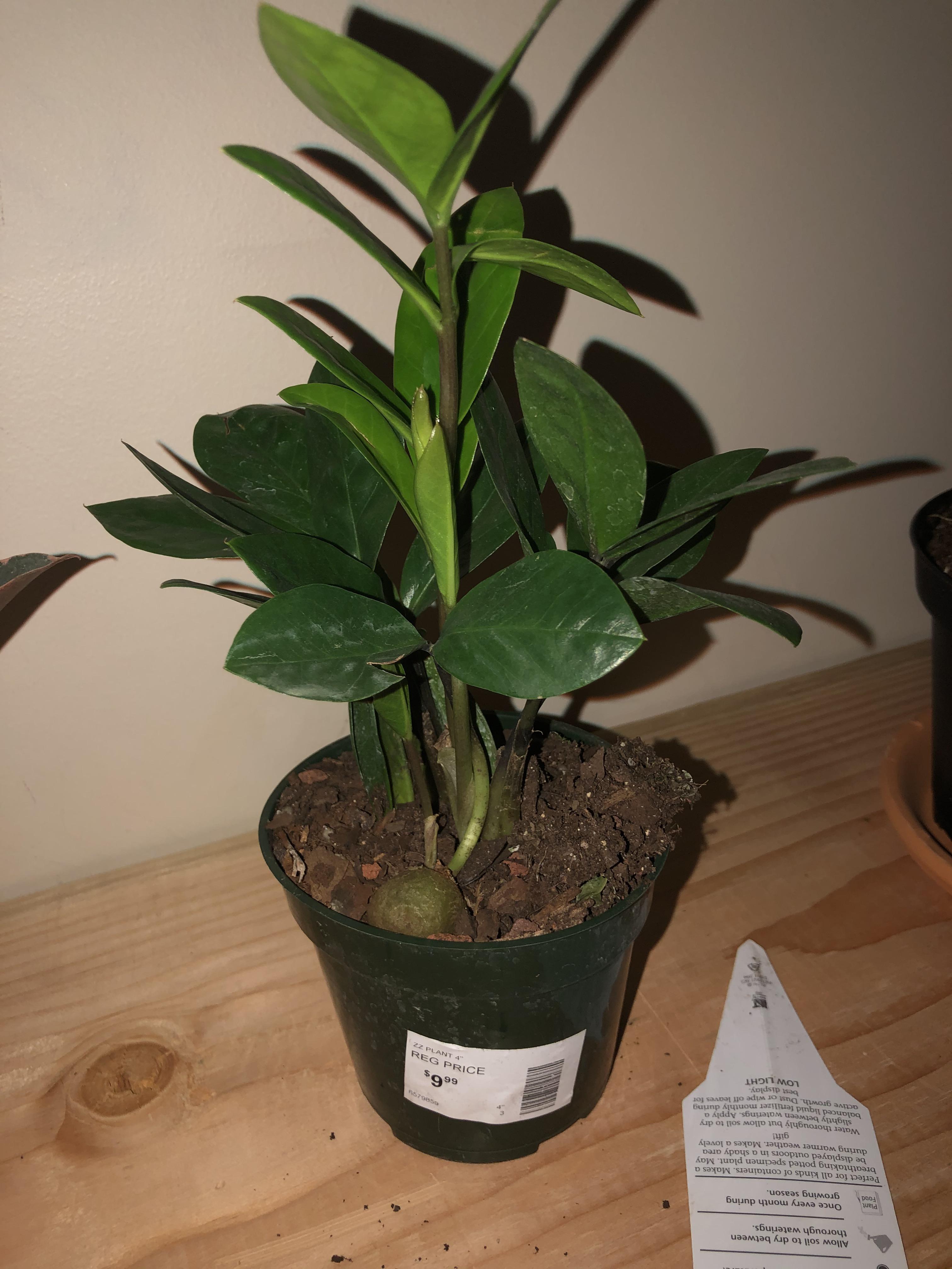 What is this bulb thing on my zz plant? Should I repot? r/houseplants