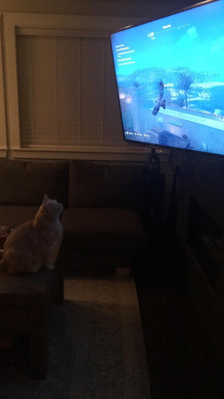 Does anybody else's cats get really into this game? My cat watches