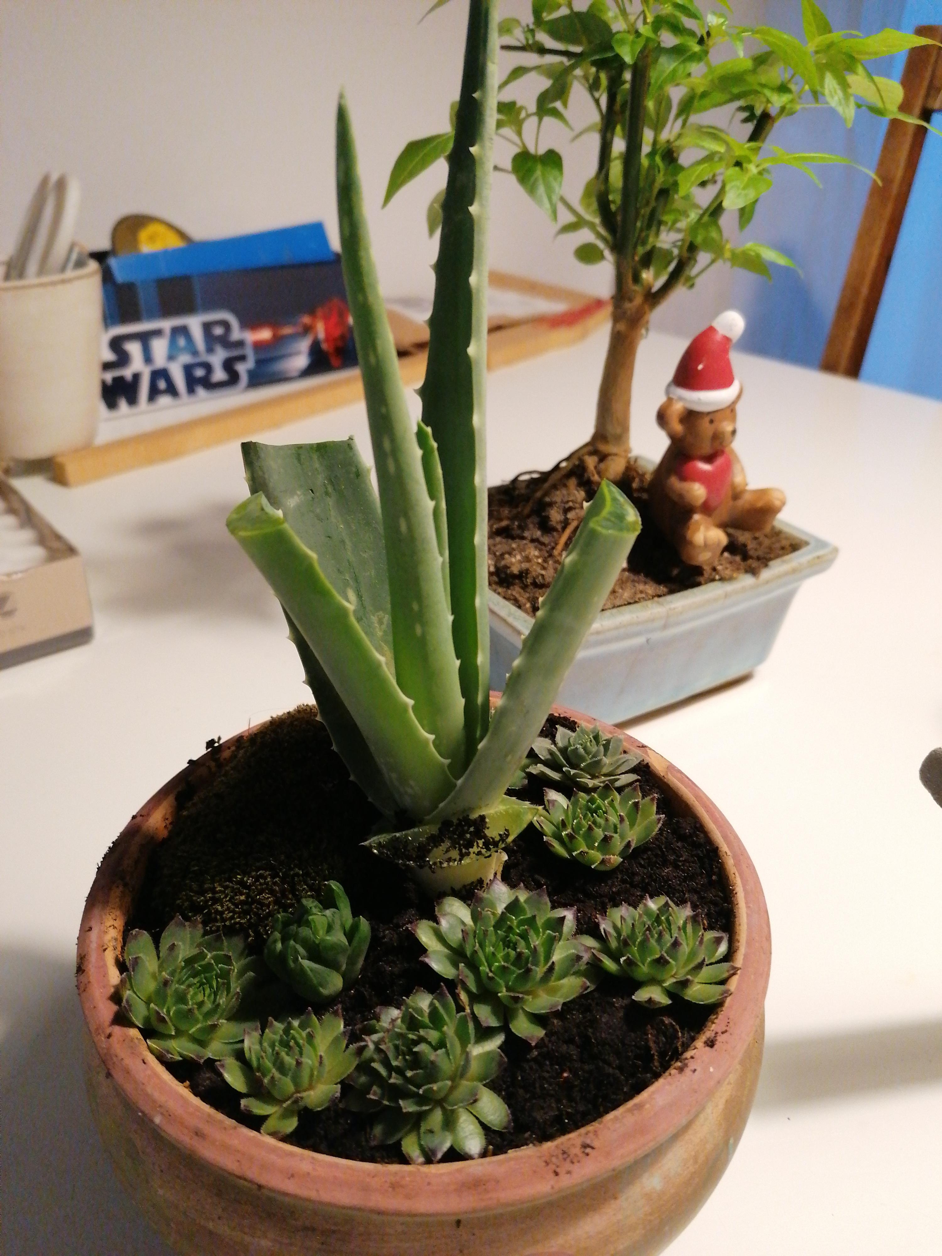 Starting a aloe bonsai got inspired by the bonsai zone r/houseplants