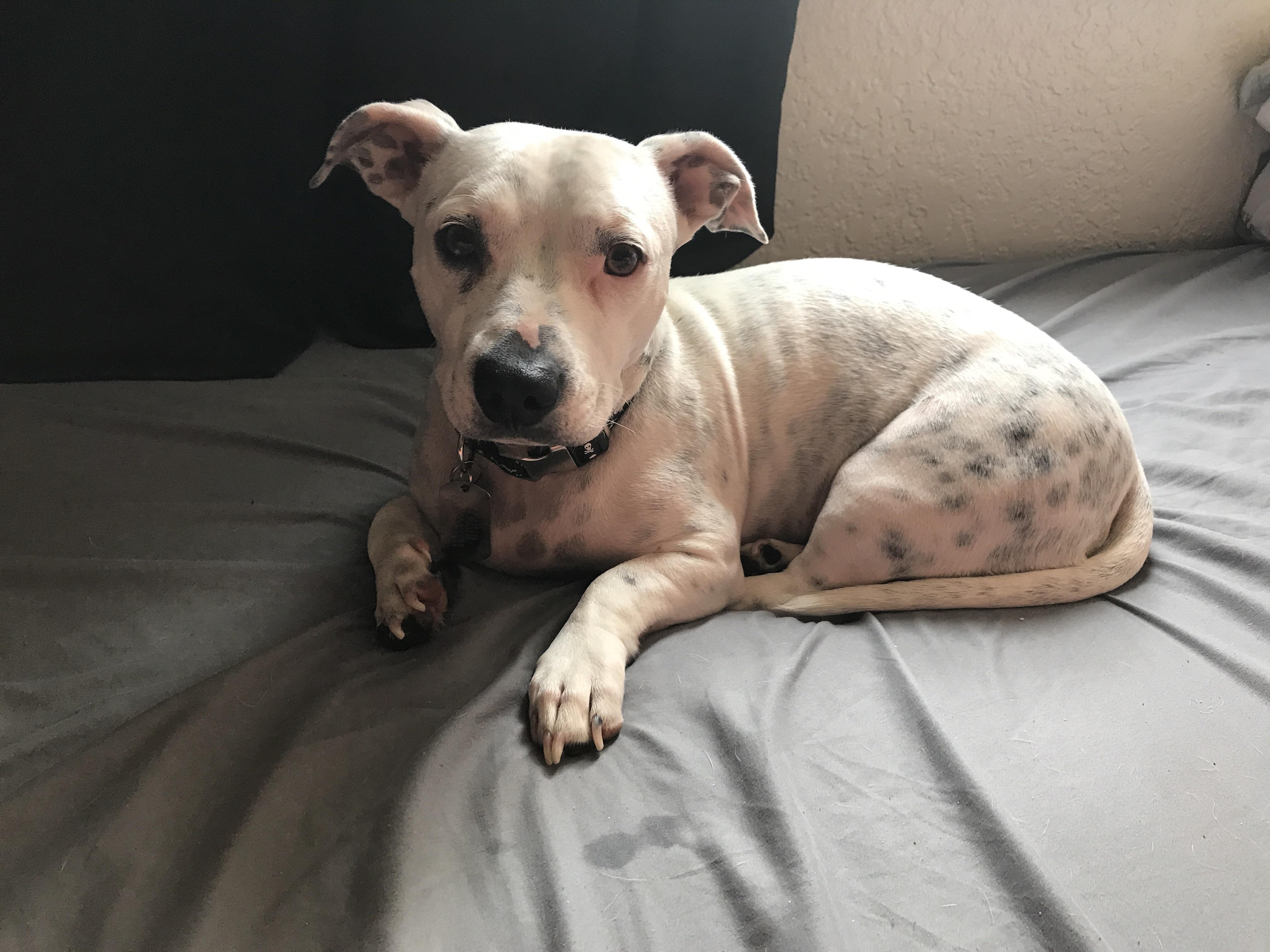 Half Pitbull, Half Chihuahua pics