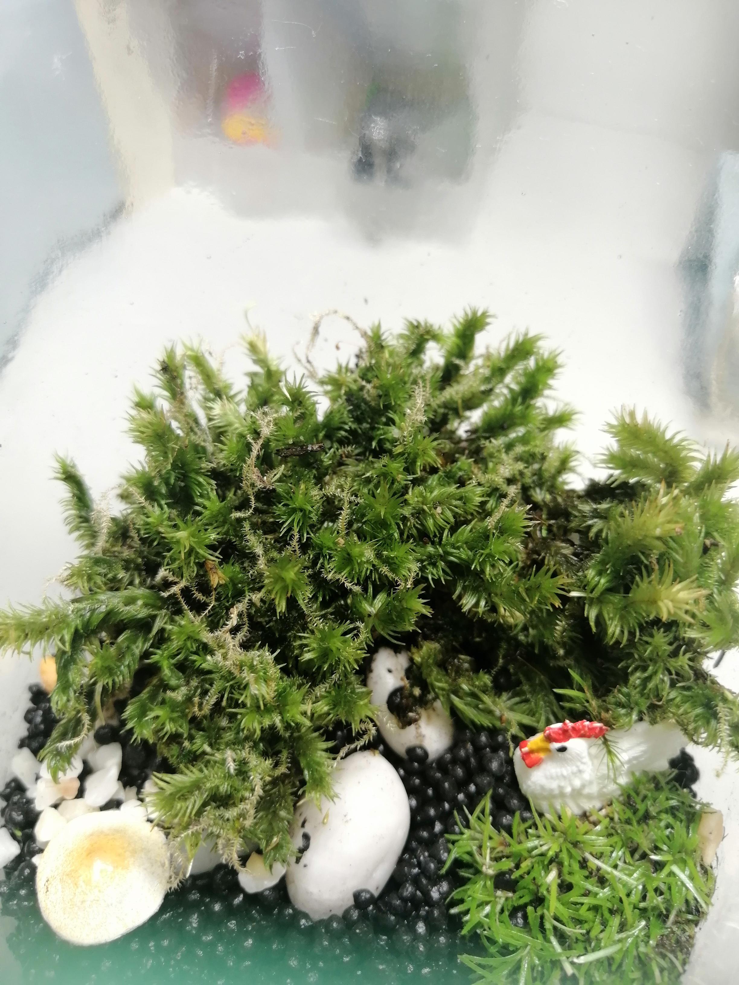 Why is my moss dying? r/Terrarium