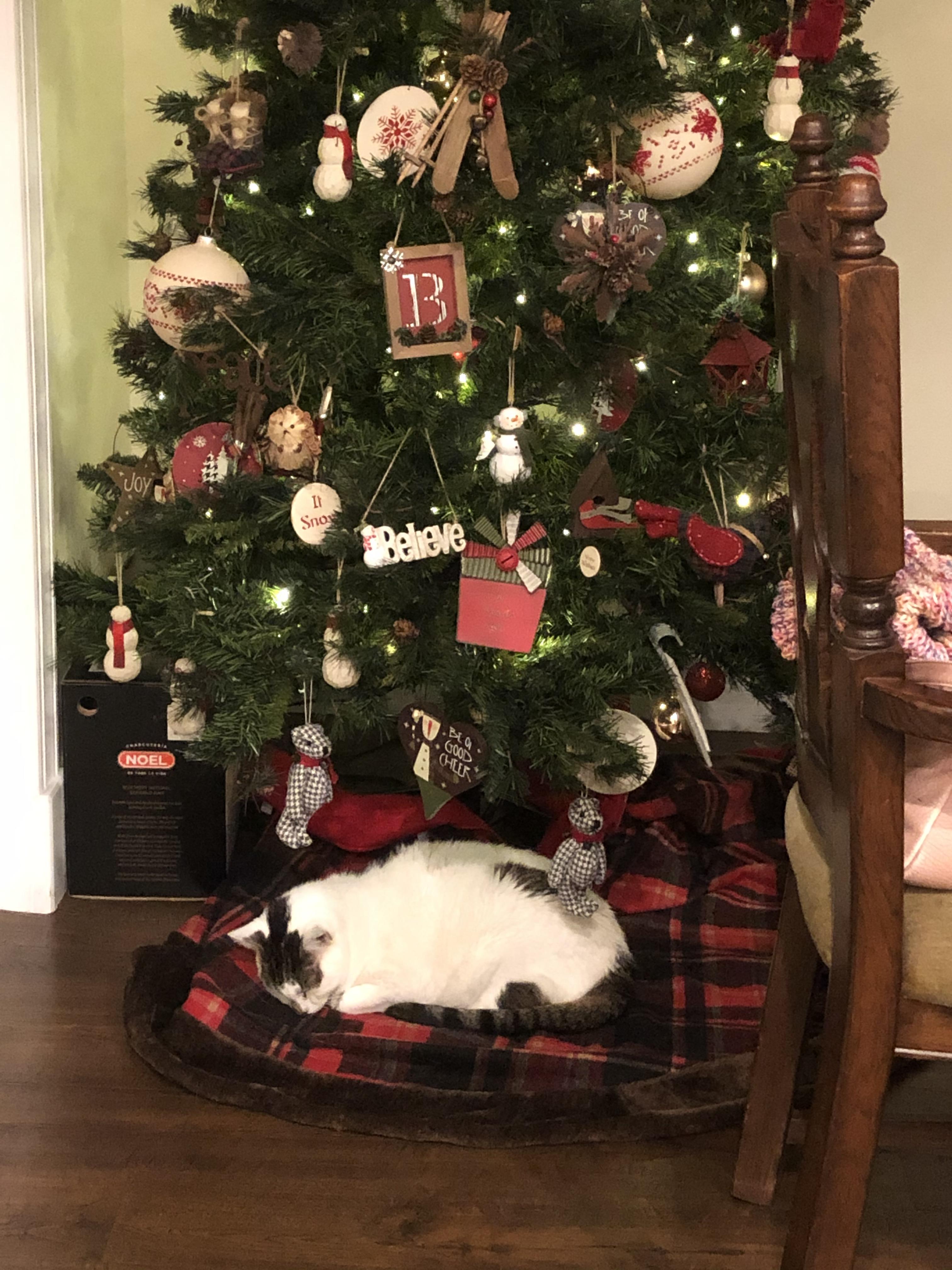 Does your cat sleep under the Christmas tree? r/cats