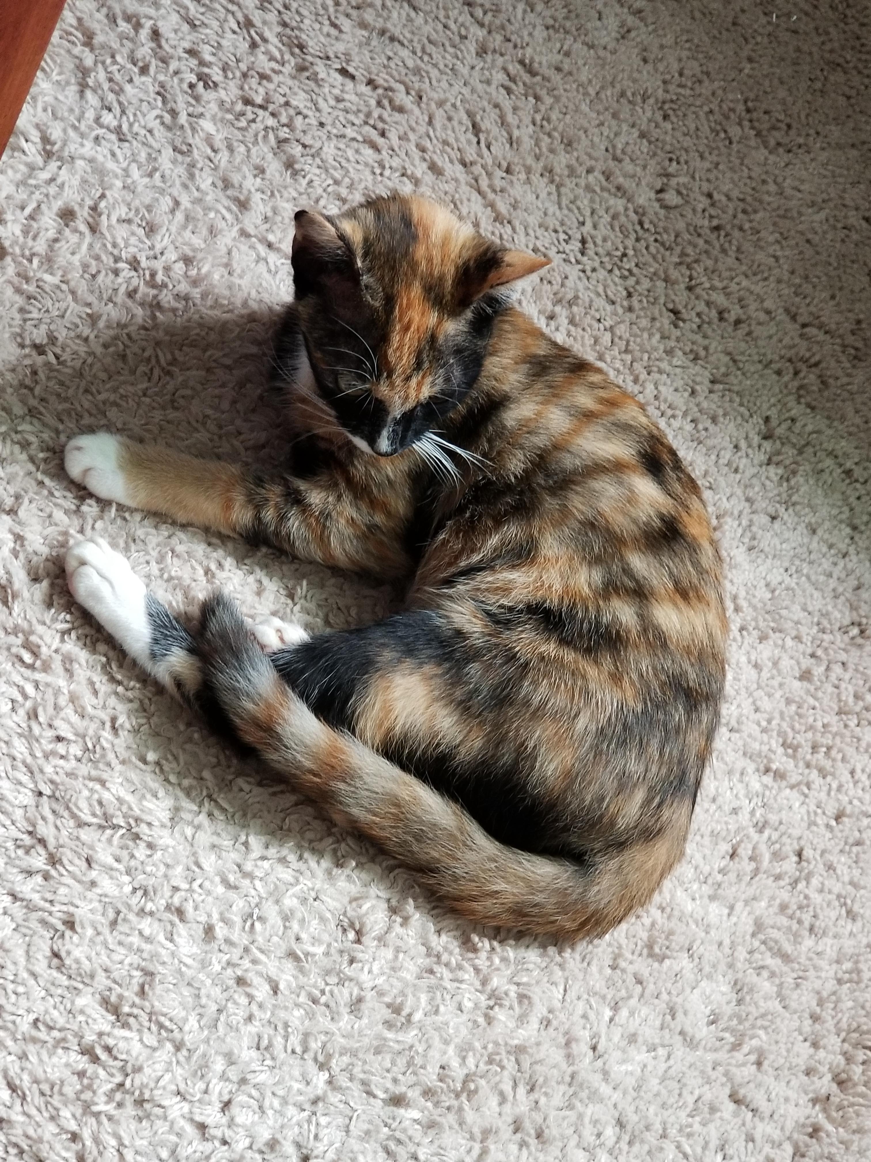 Tortie/Calico/Tabby?? What is she?? r/CalicoKittys