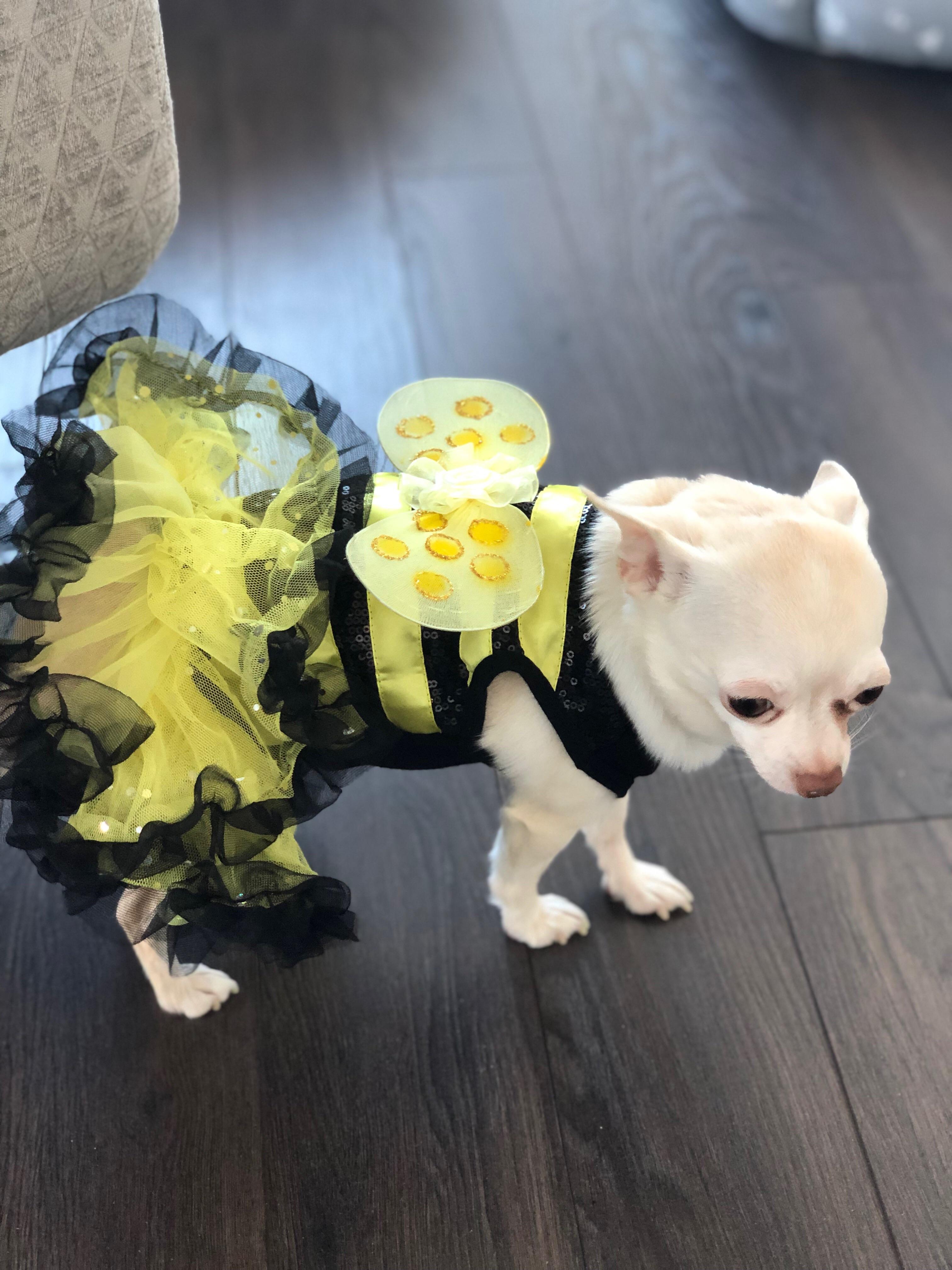 Happy Halloween! 🐝 r/Chihuahua