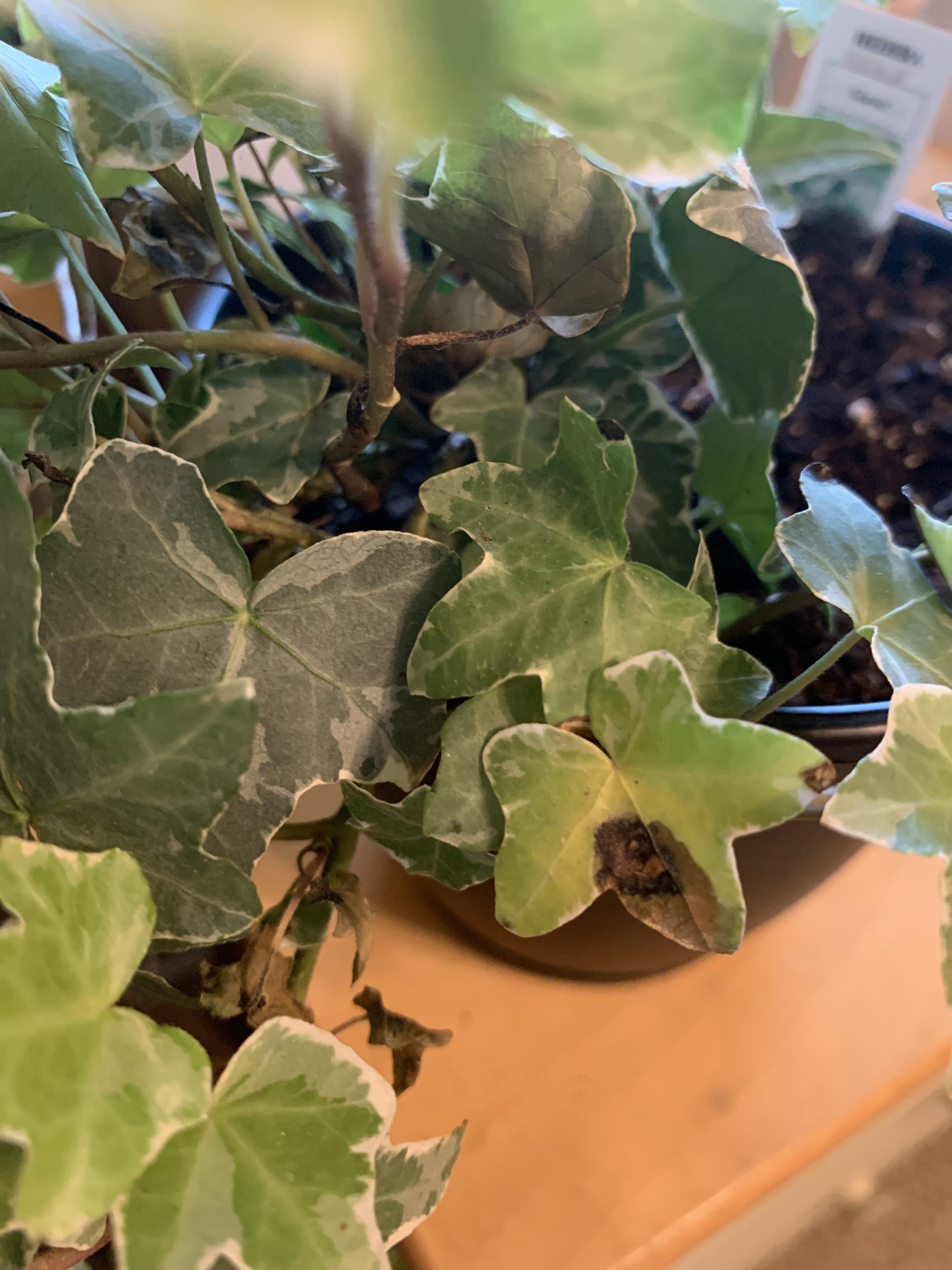 does anyone know why some of the leaves on my glacier ivy are getting