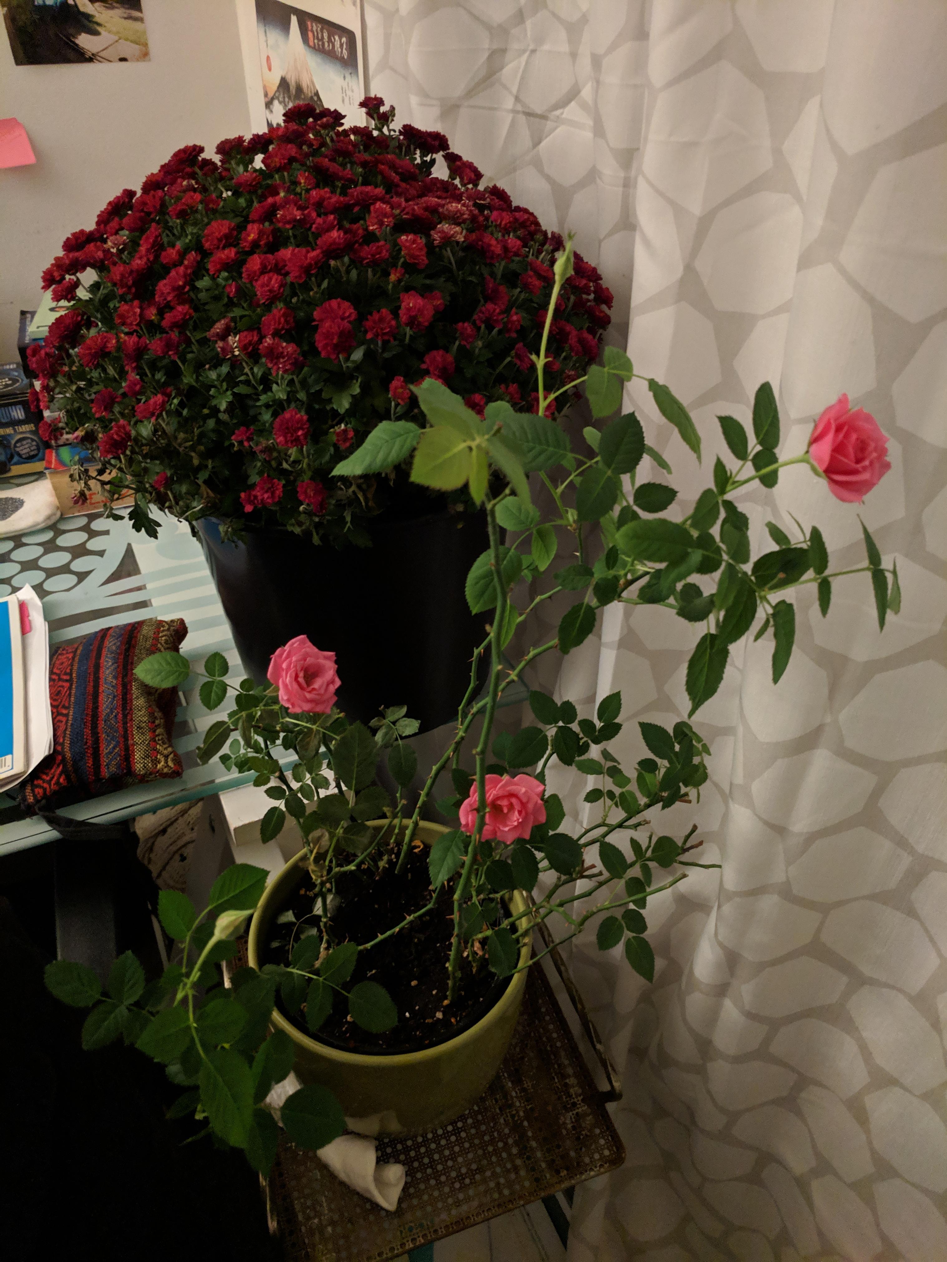 My roses are blooming! r/gardening