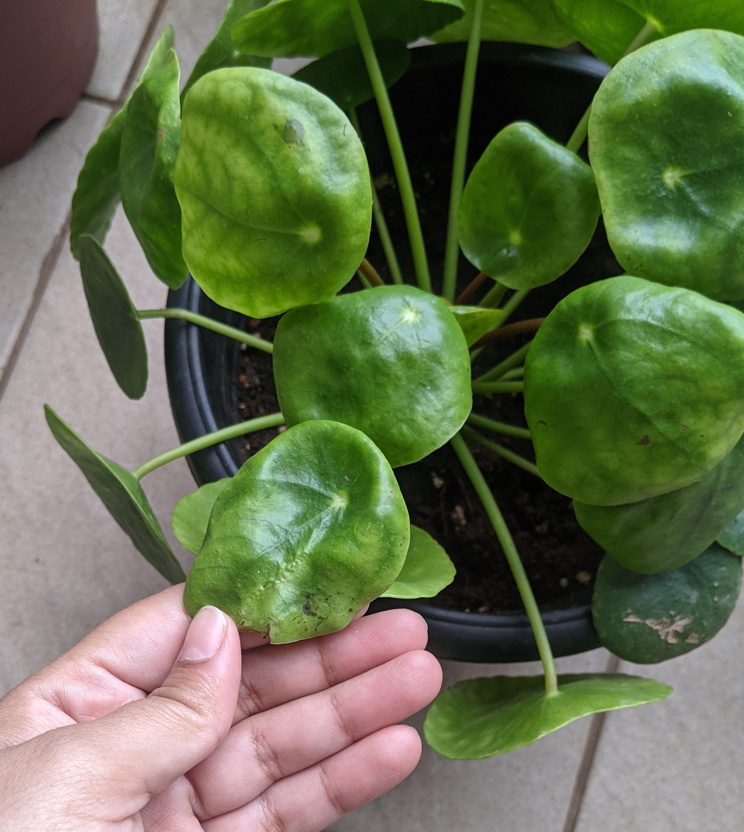 My pilea has tiny black spots and it's new leaf is kinda elongated