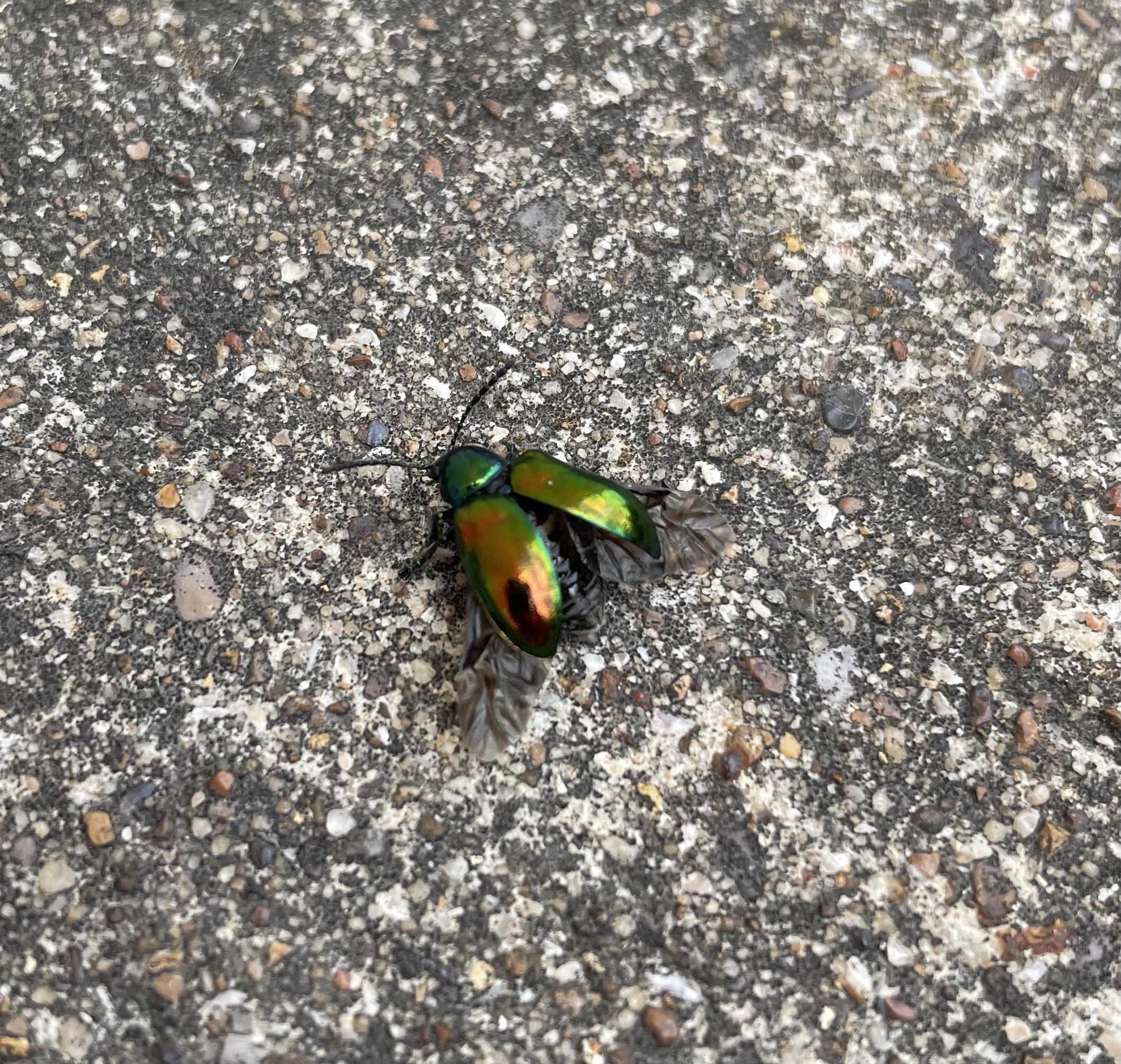 Is this a dogbane beetle? : r/Beetles