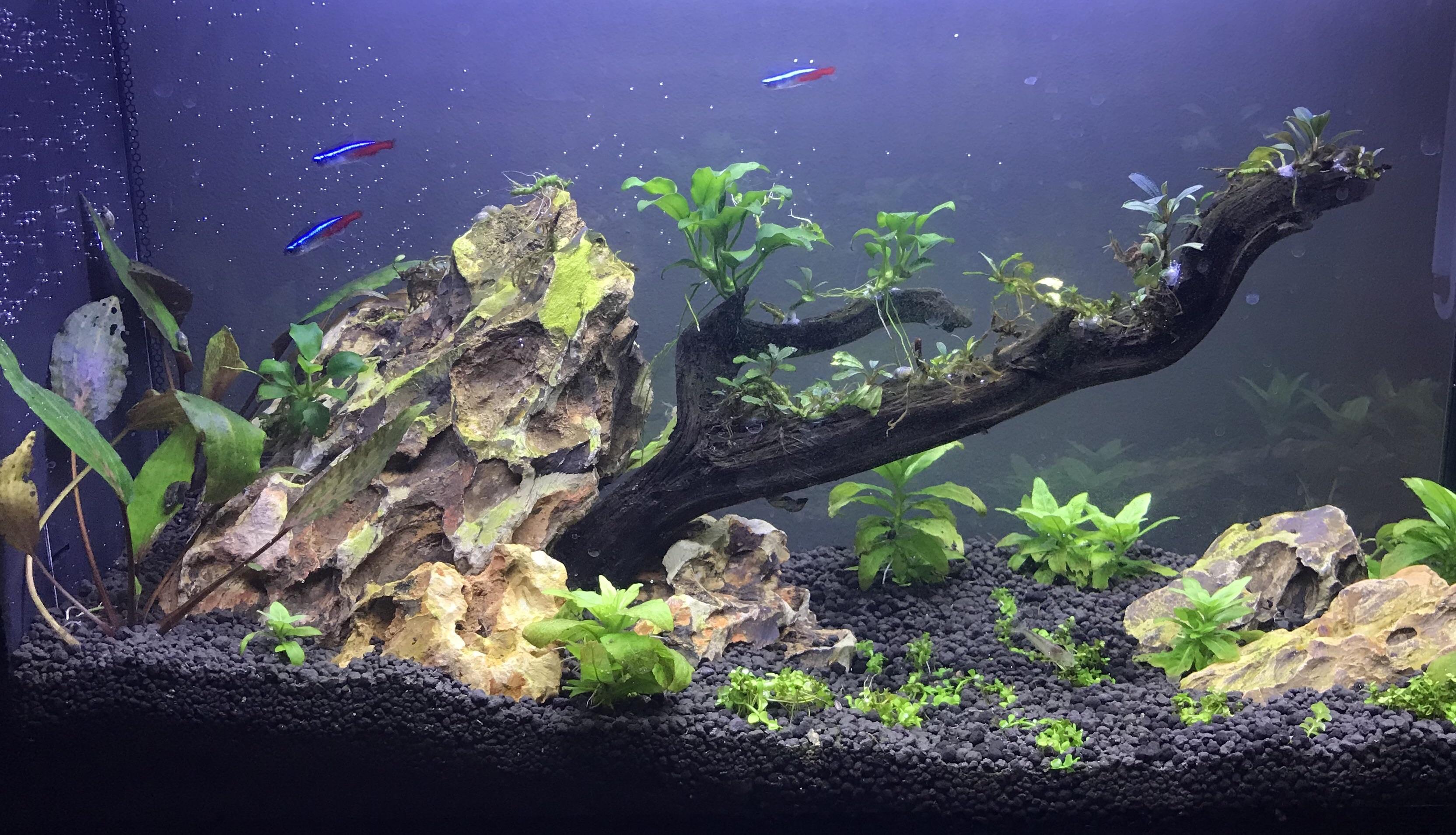 My planted fluval spec v r/PlantedTank