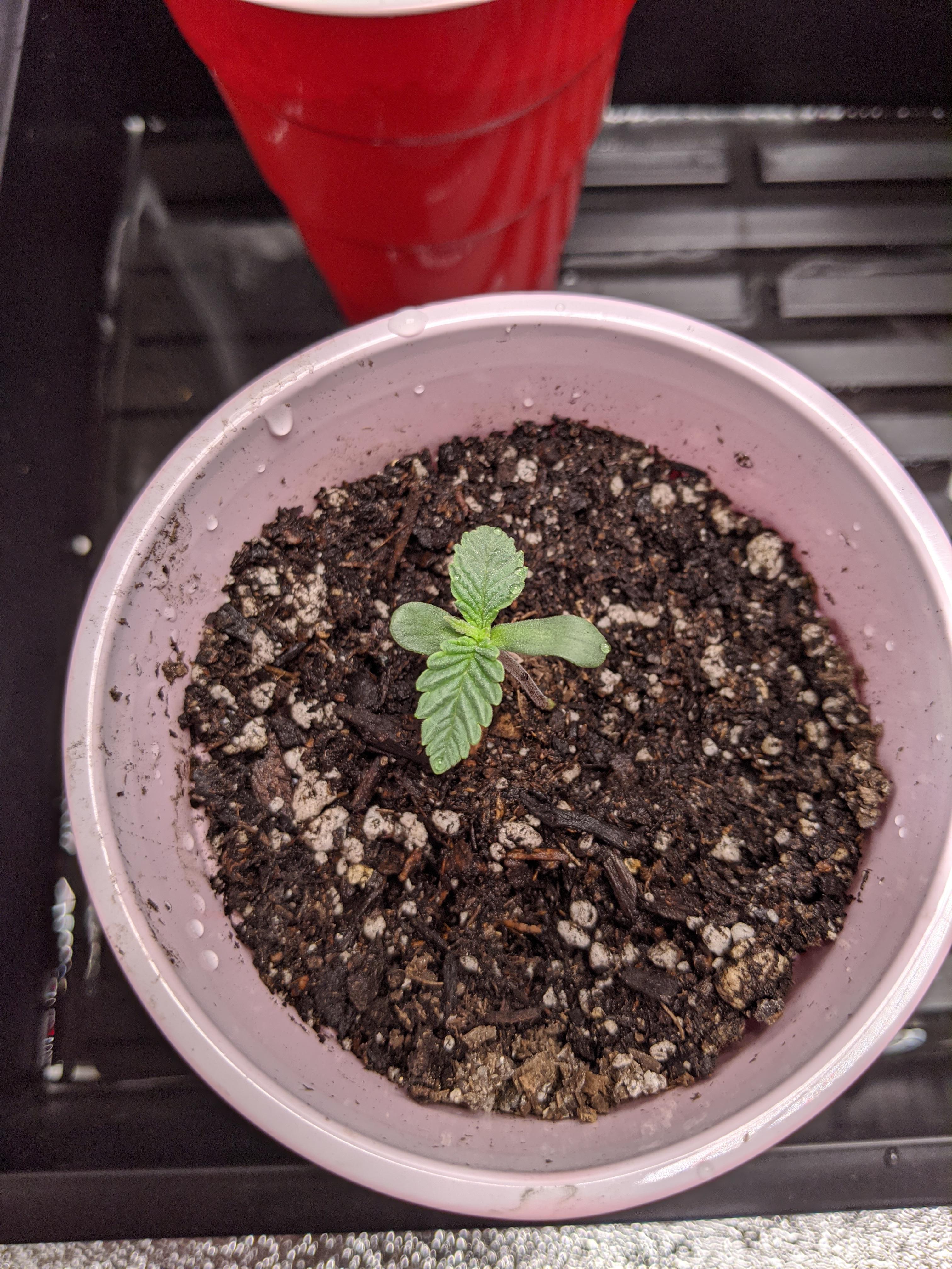 Healthy seedlings ? About one week old, seem droopy. Running them under