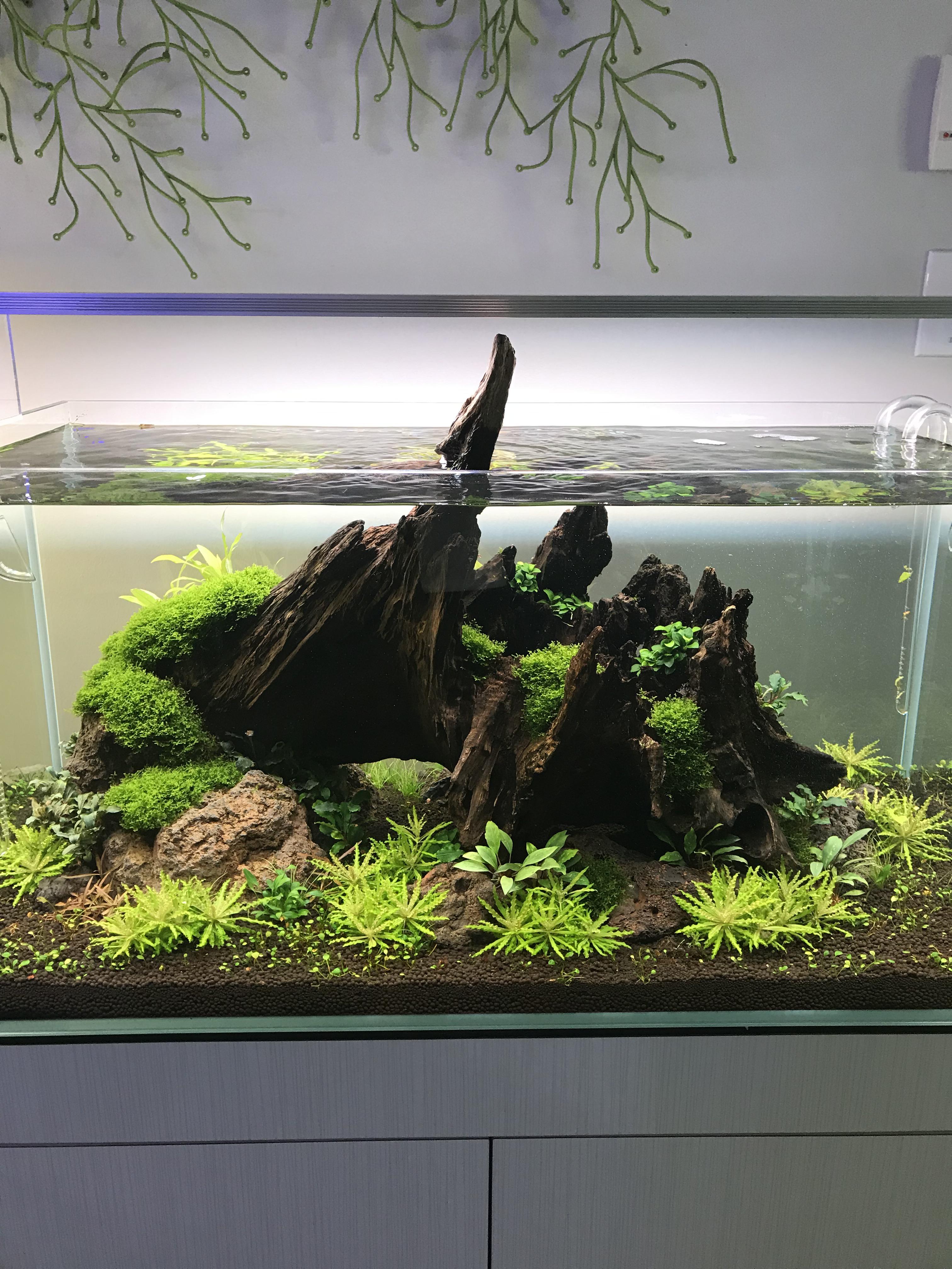 One of the tanks my local fish store has set up r/PlantedTank