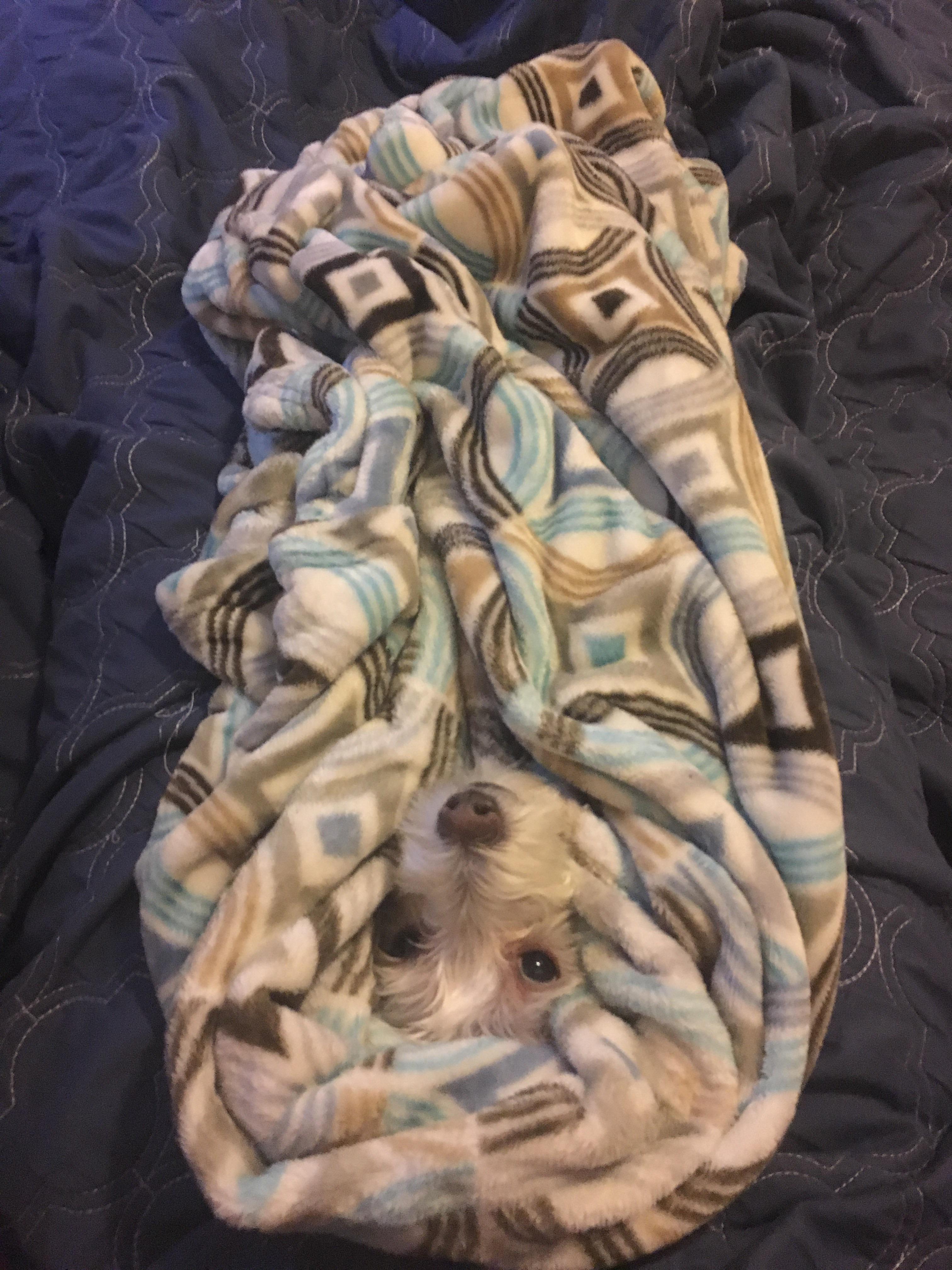 Puppy burrito r/TuckedInPuppies
