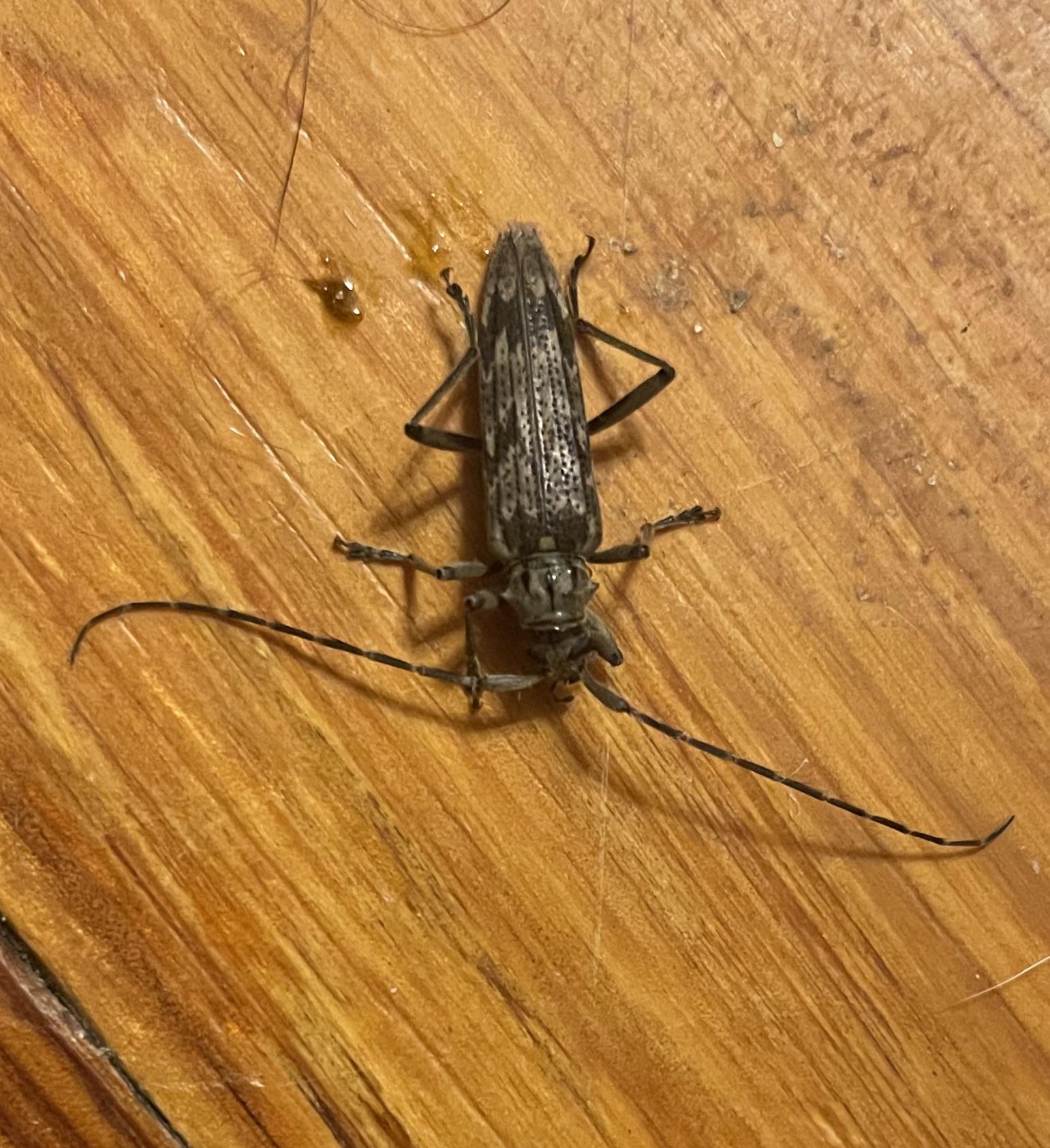 Found this in my bedroom. Is it a type of roach? [Illinois] r