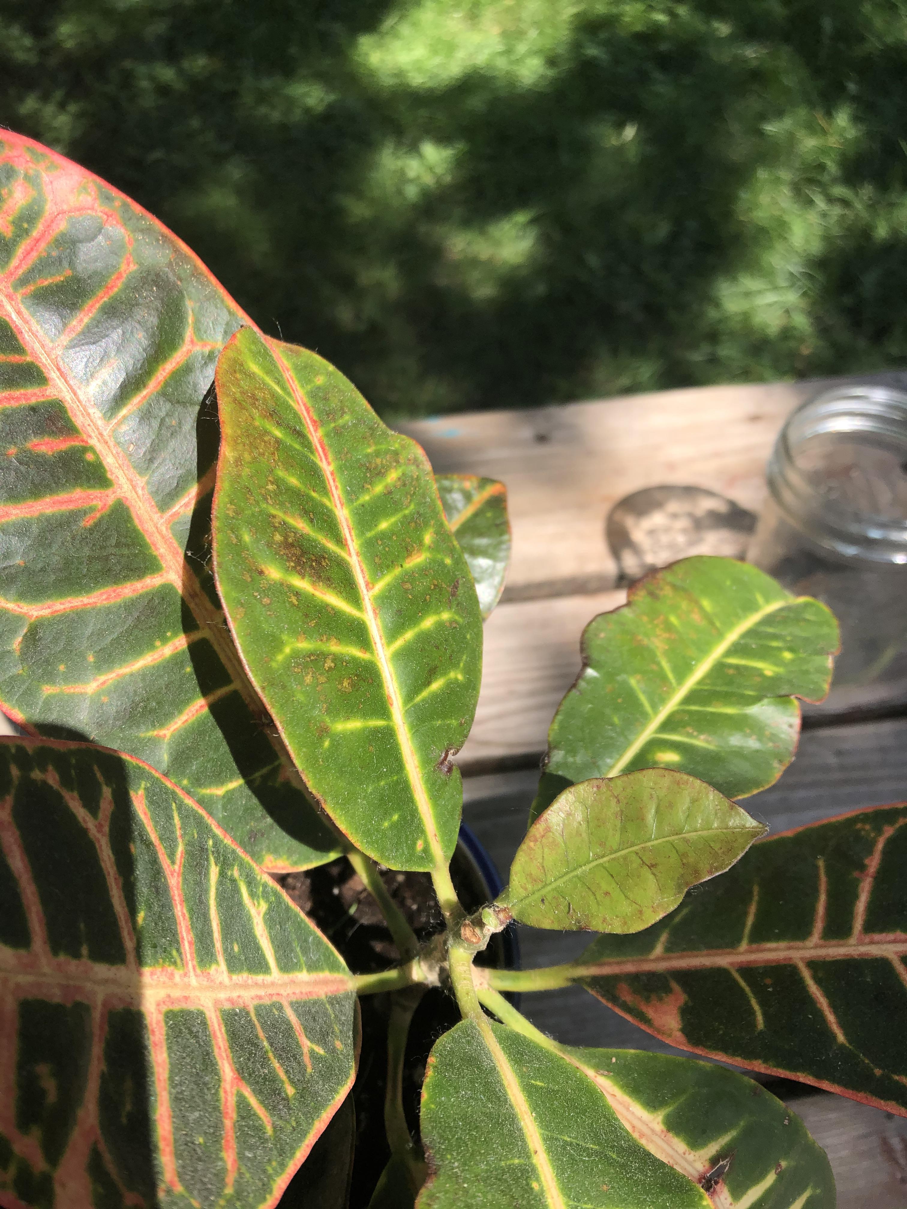 Bought this croton as my very first plant 2 years ago, never had a