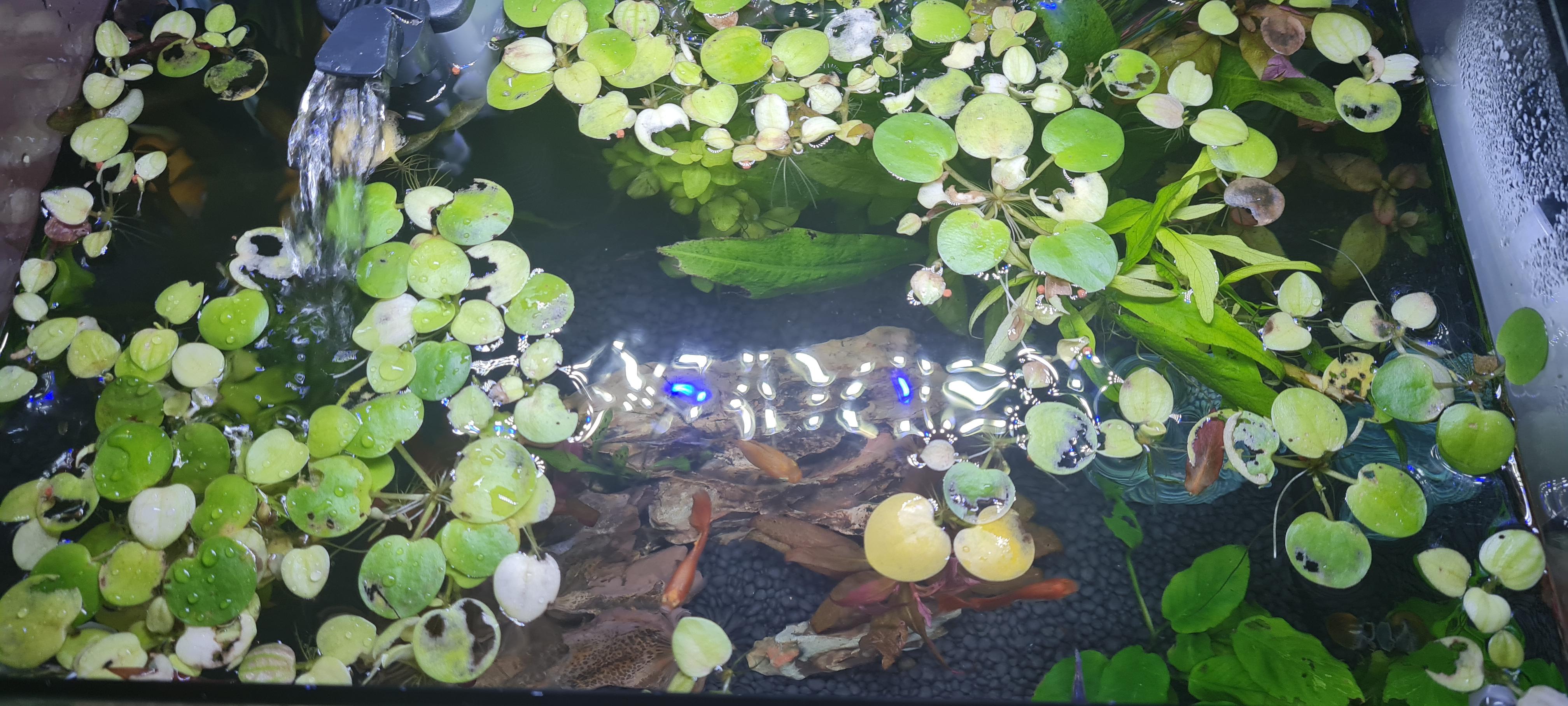 Floating plants have holes in them. What to do/how to prevent? r
