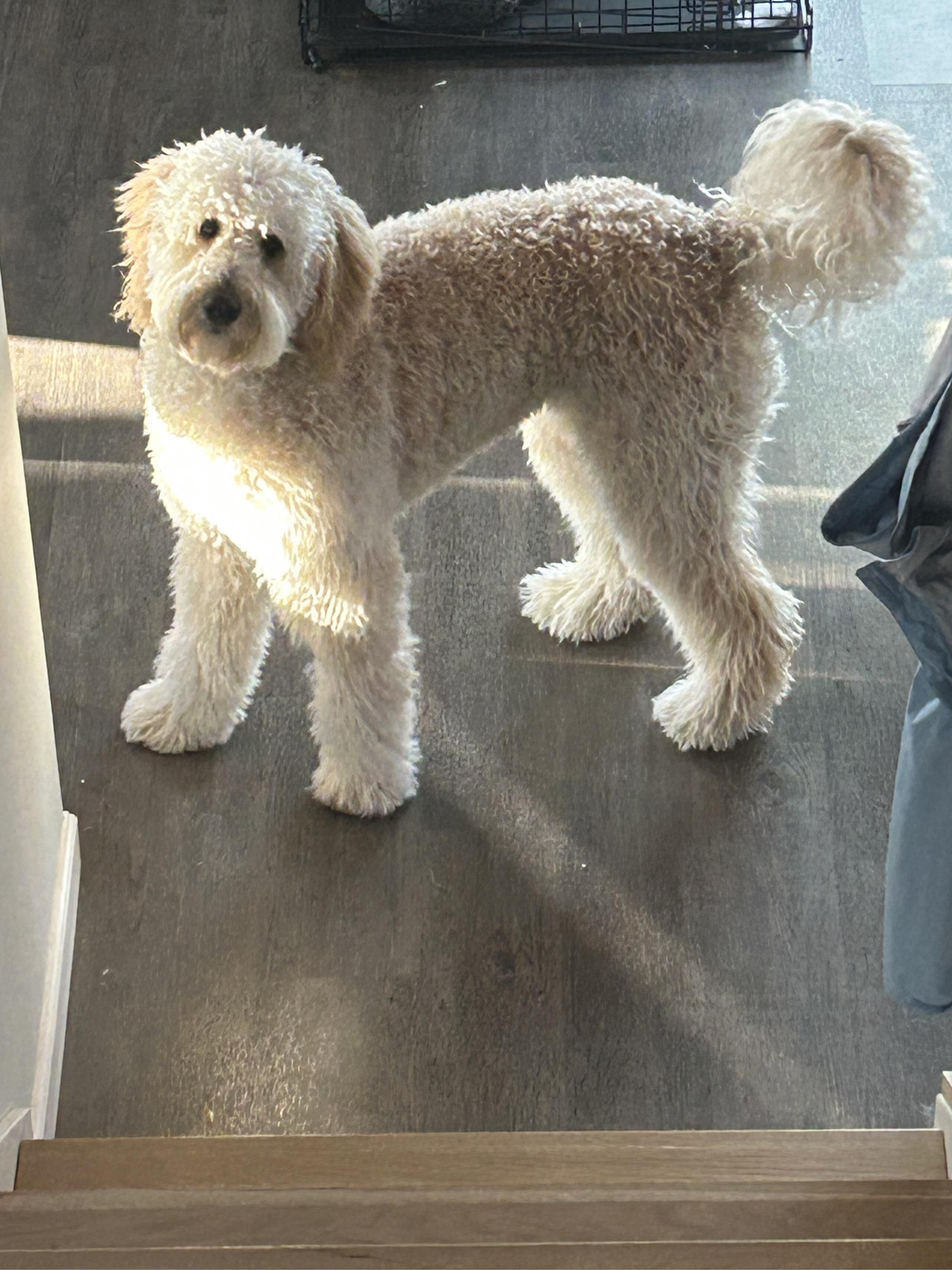 Looking for Advice on Tick Checks r/Goldendoodles