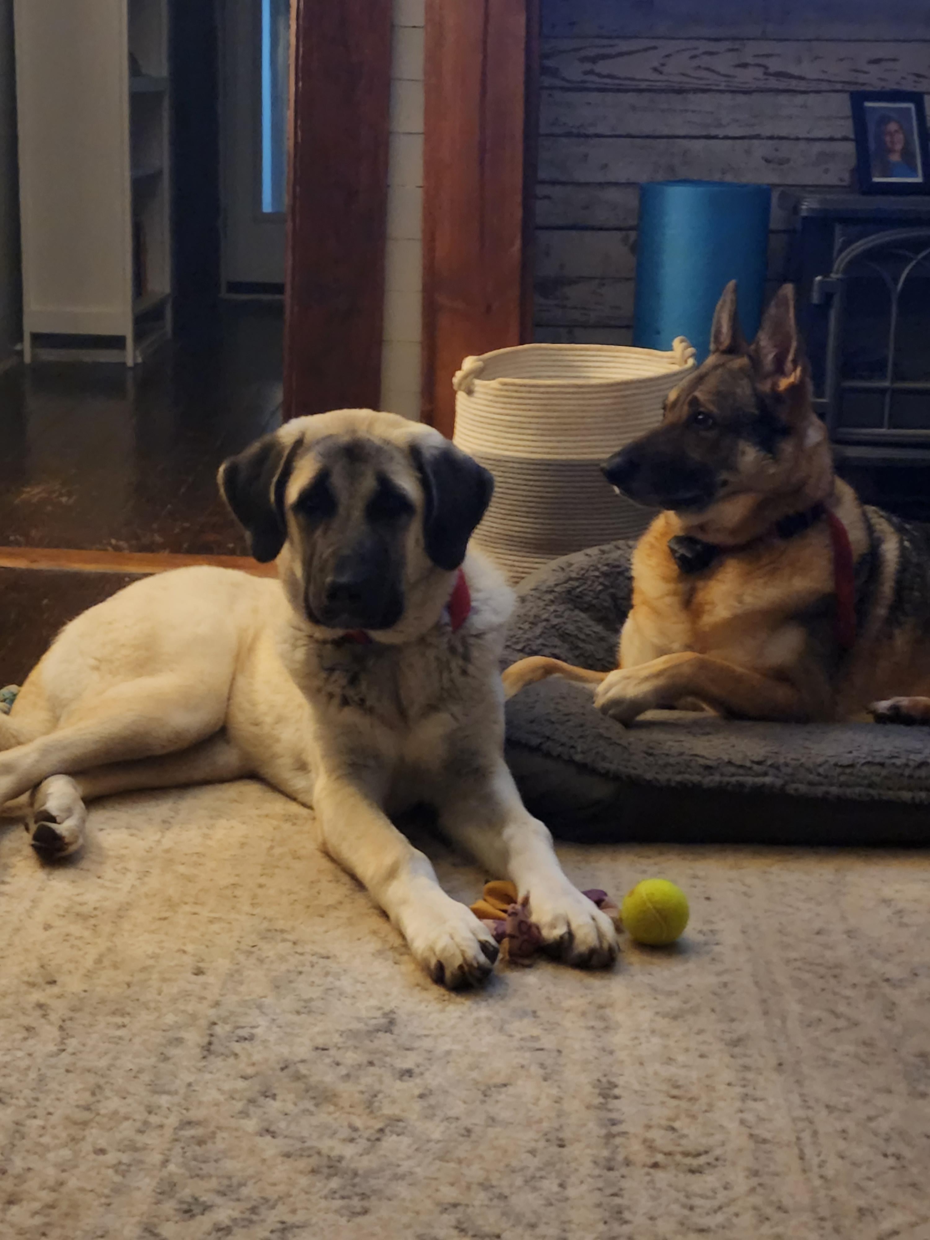 my German Shepherds 6 month old Kangal Puppy. He did a masterful job of