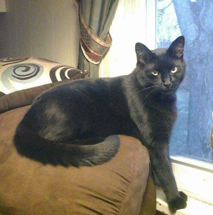 My Ozzie. Most arrogant cat I've ever been owned by, but I love him to