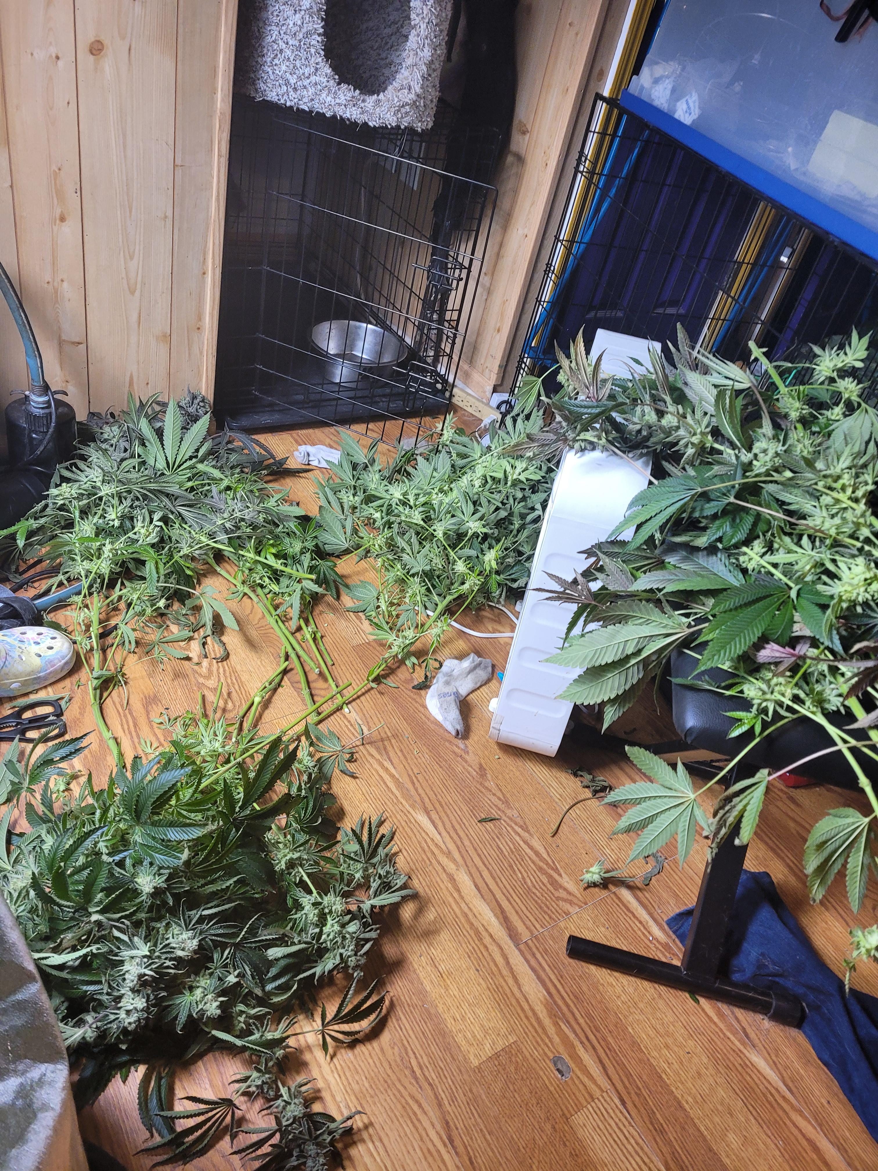 So mad just saw all my plants have mold. r/microgrowery