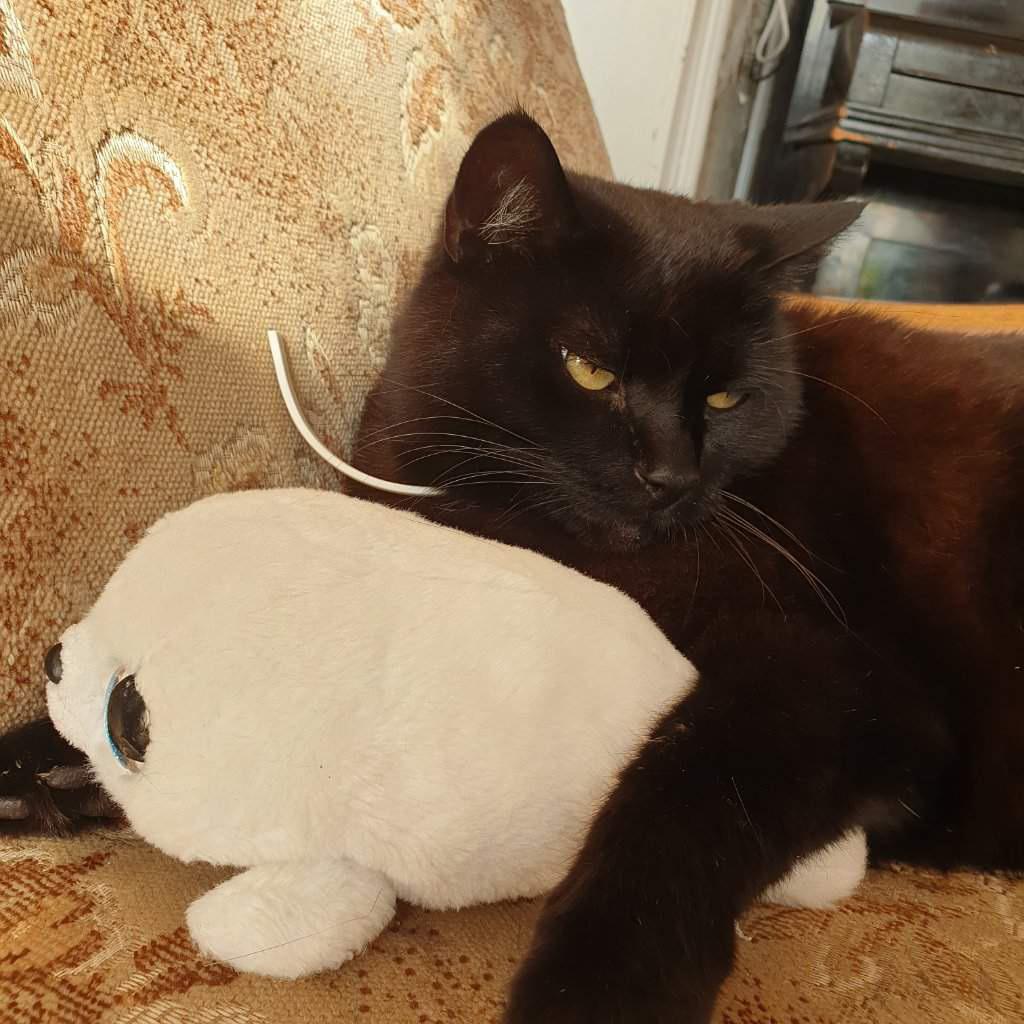 An chonky German cat with Black and Brown fur r/fatcats