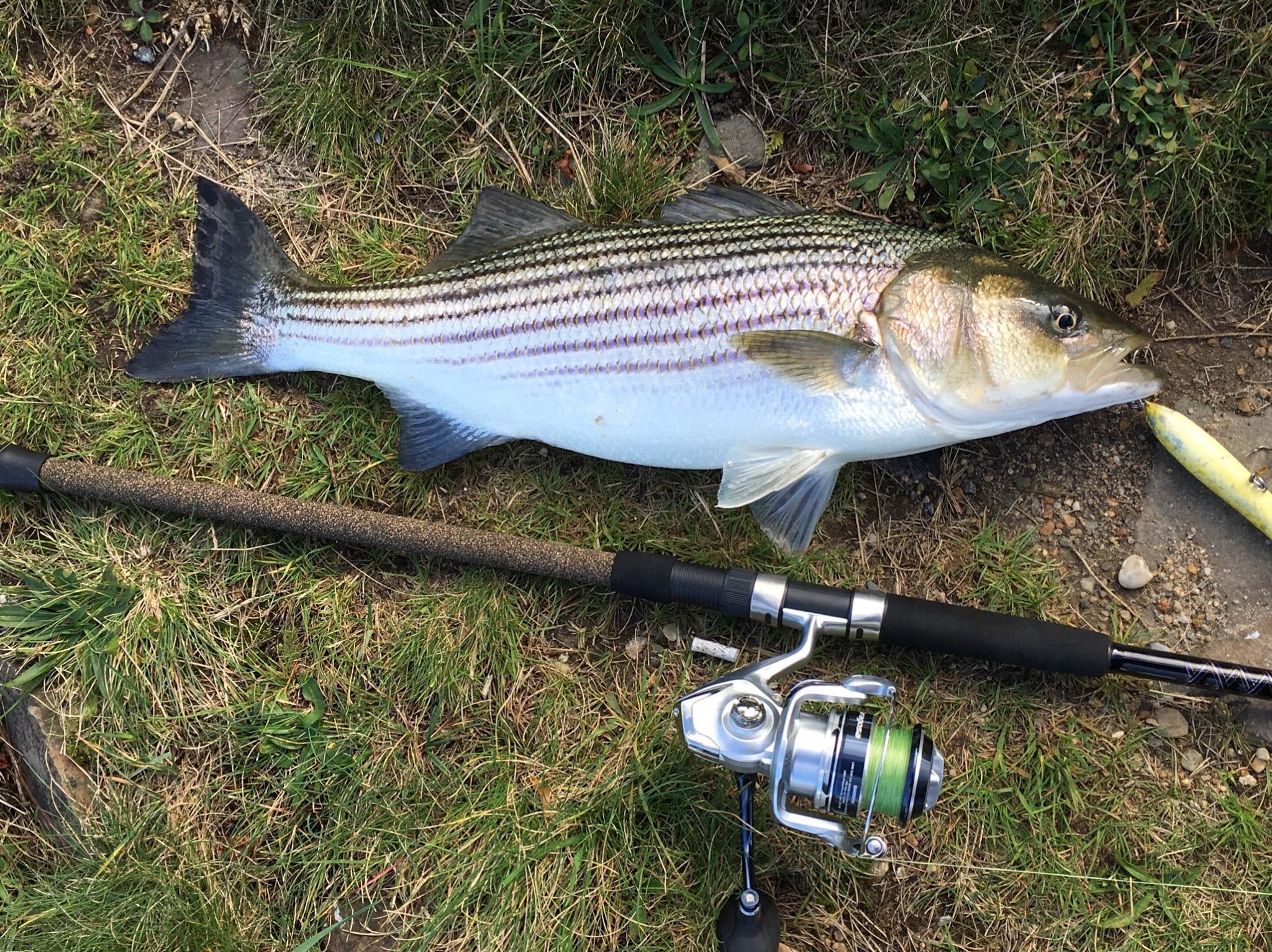 Got a chance to fish the east coast last week, PB striper 25 inches, on
